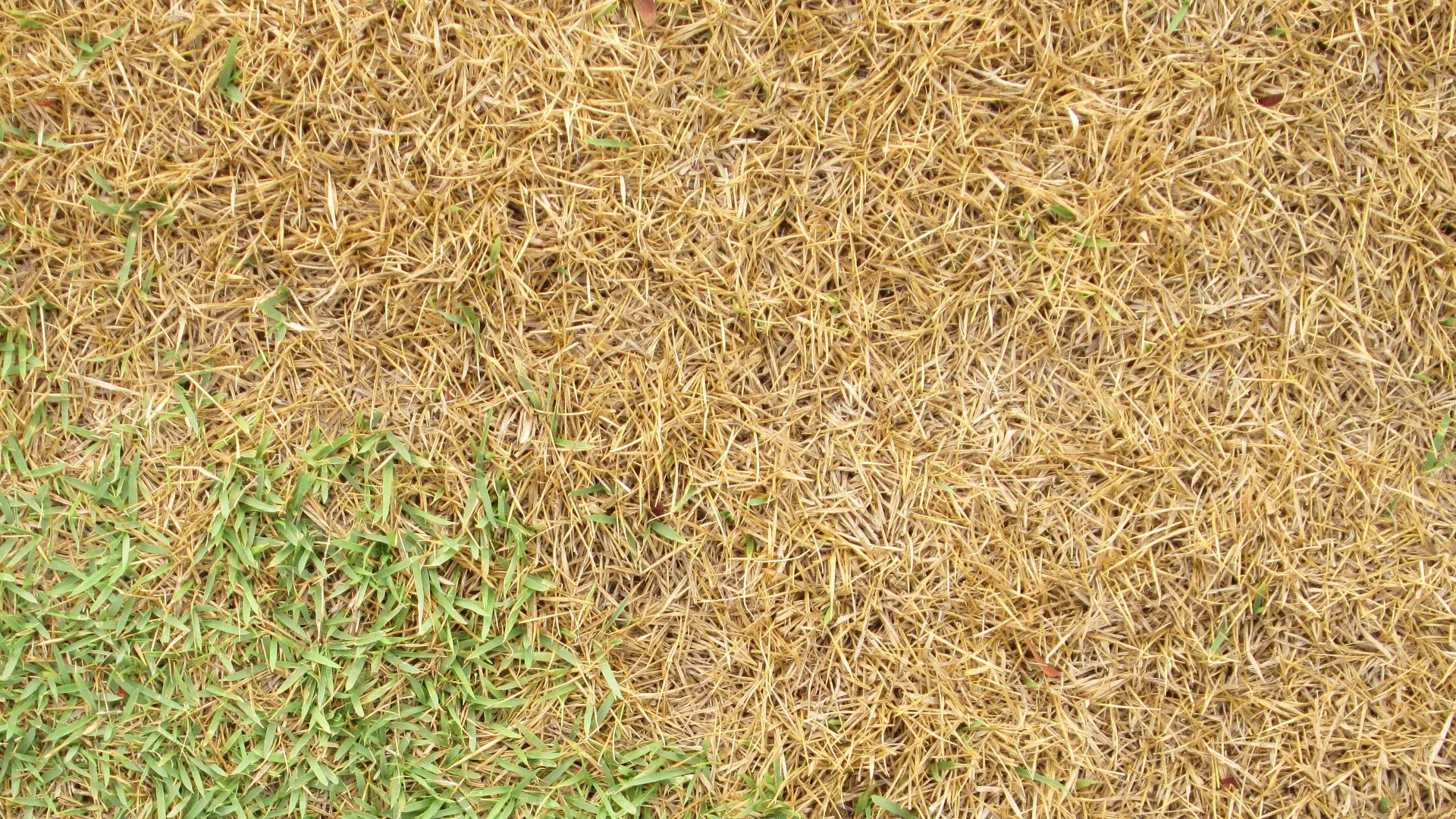What Lawn Diseases Commonly Infect Grasses in Tennessee?