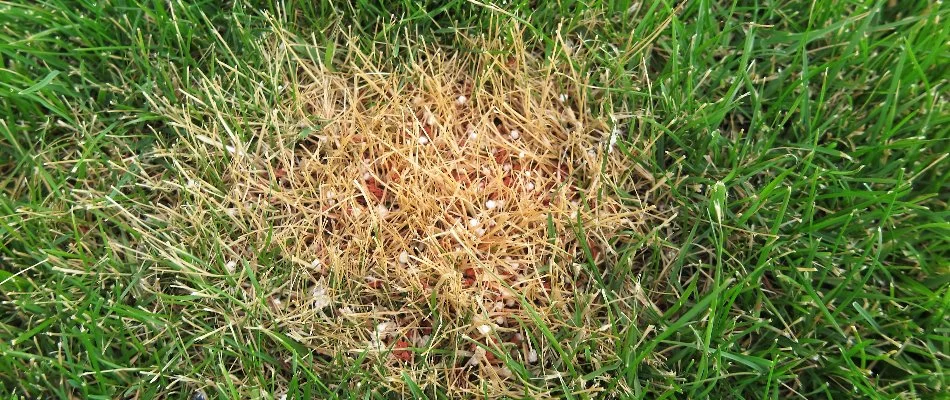 Fertilizer burn on a lawn in Memphis, TN.