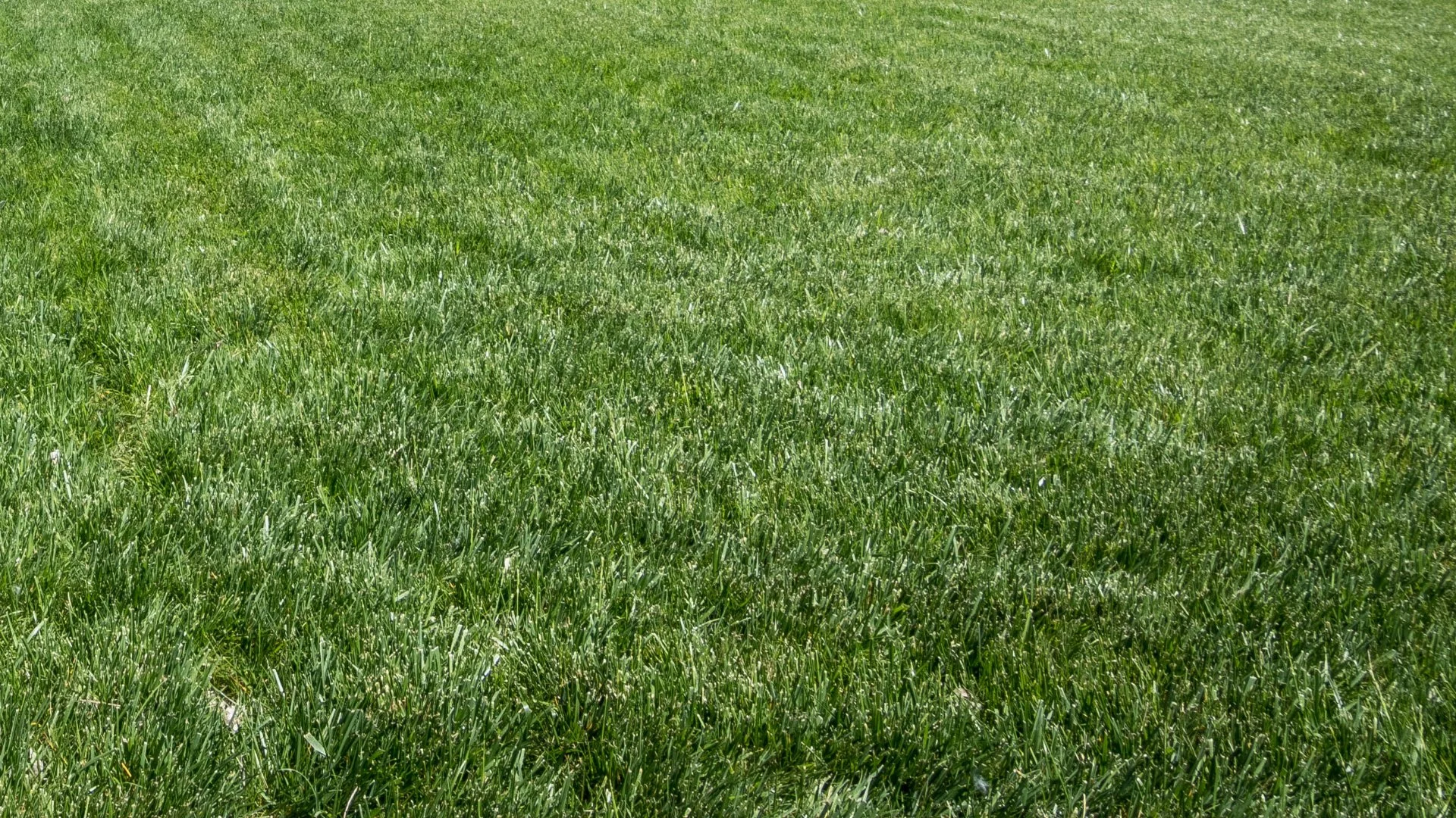 Thick green grass in a front yard in Memphis, TN.