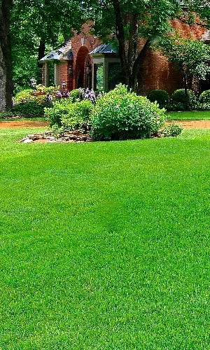 Fertilized front yard at home in Memphis, TN.