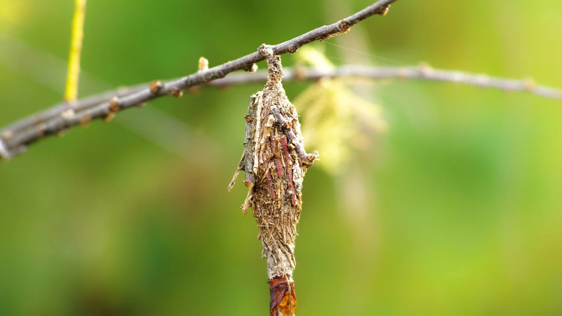 Bagworms Are Plant Pests to Lookout for in Tennessee