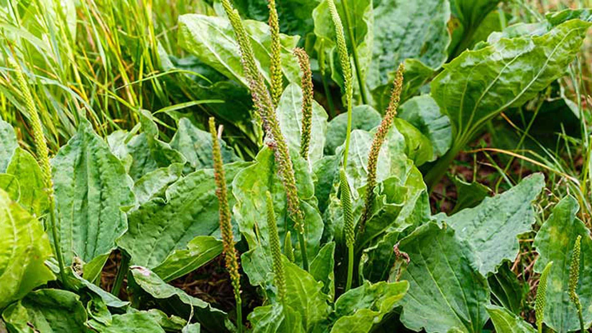 Types of Weeds