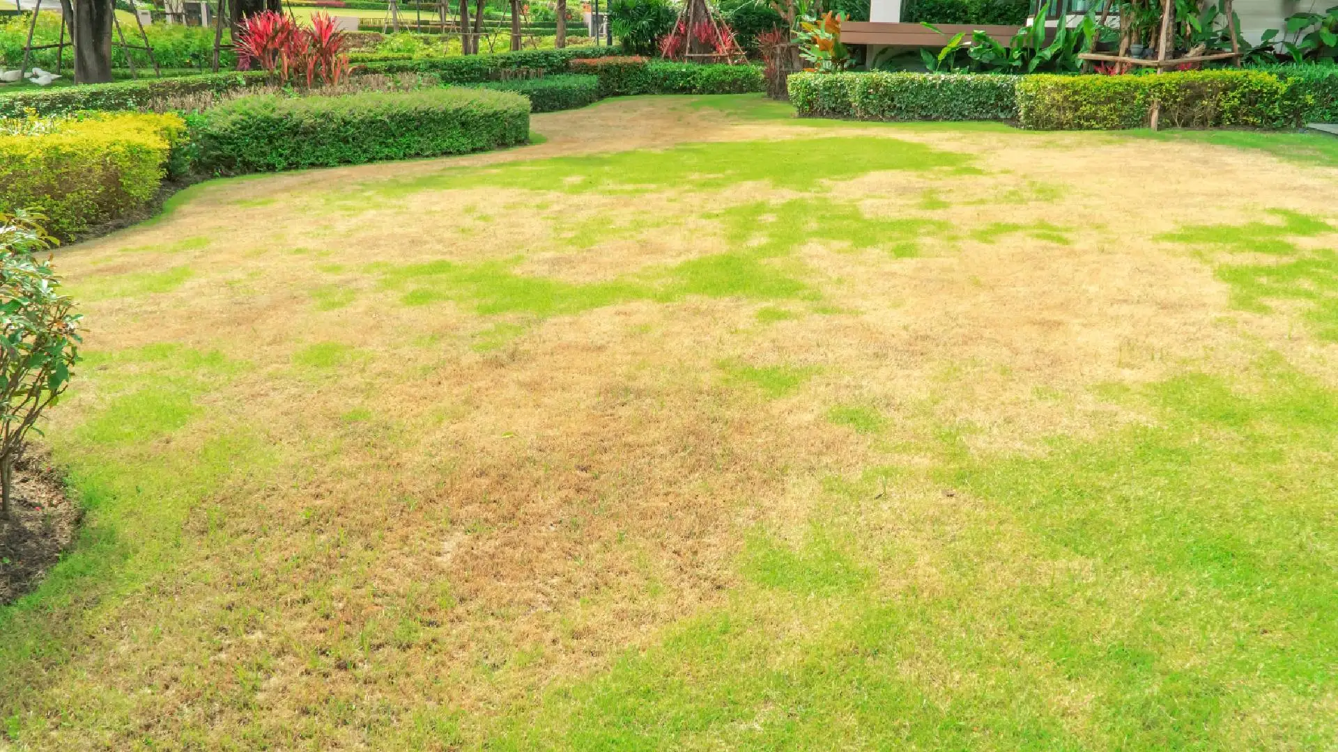 What Does Brown Patch Disease Mean for Your Turf?