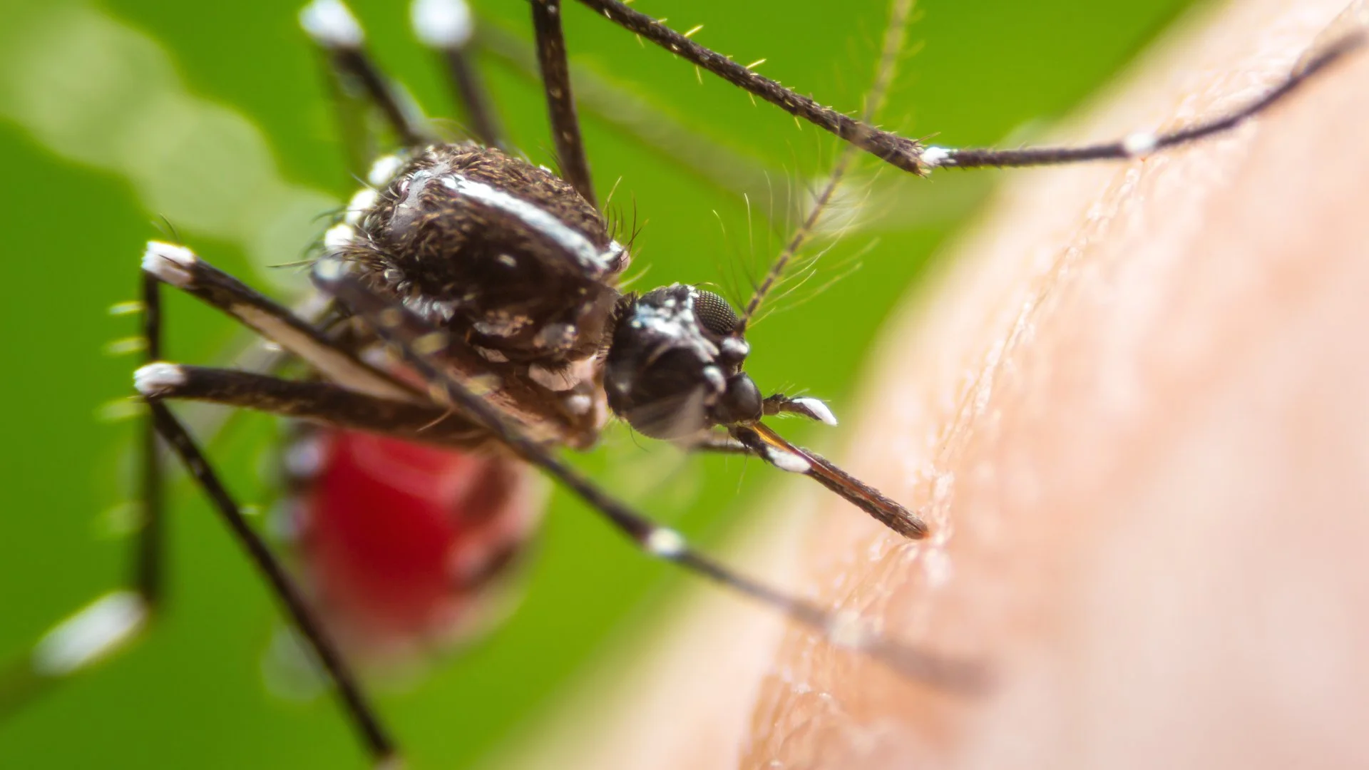 Mosquitoes Should Be Treated Regularly During Their Active Season!