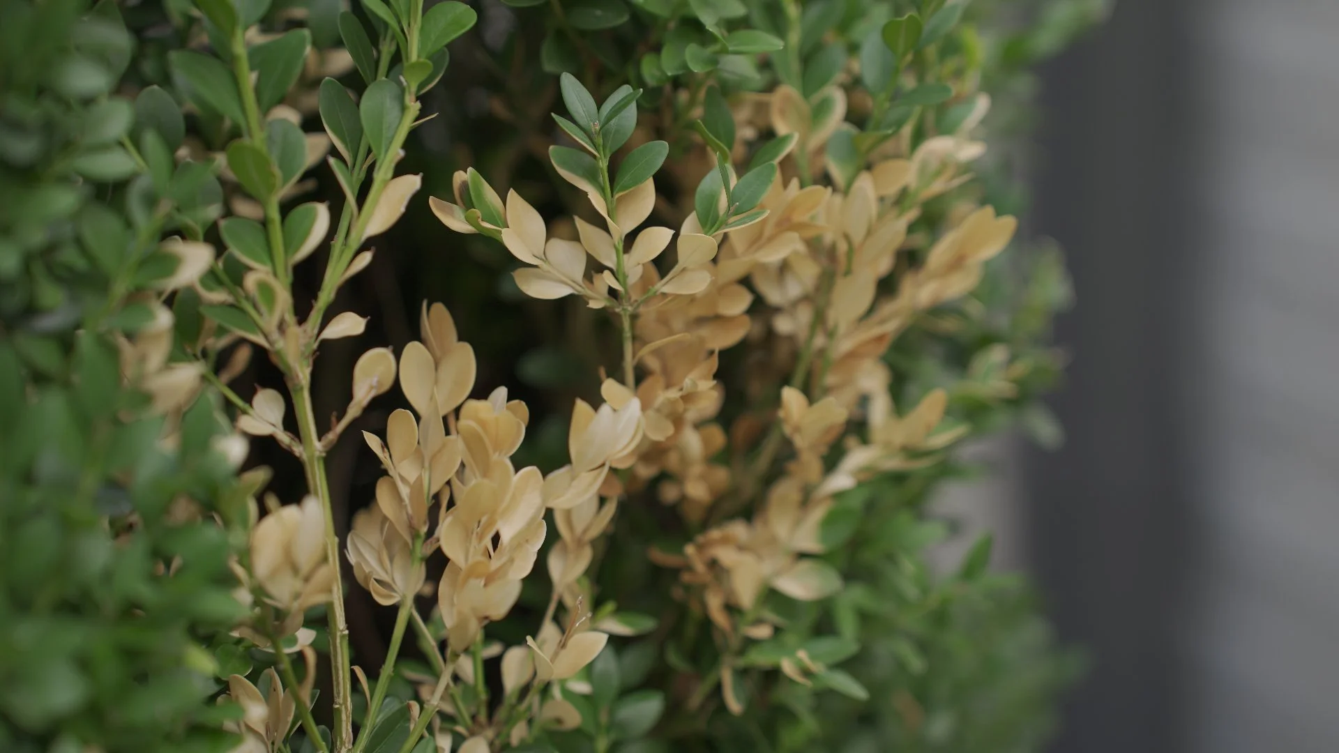 Plant Diseases That Can Harm Your Trees & Shrubs