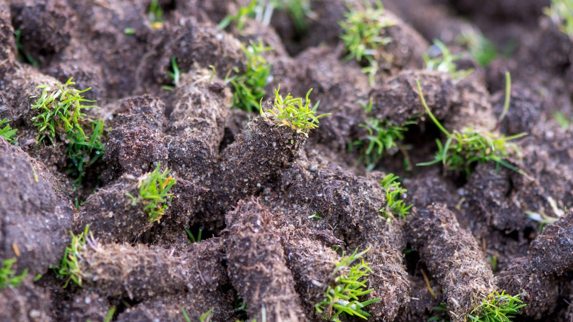 Should There Be Clumps of Soil on Your Lawn Following Aeration?