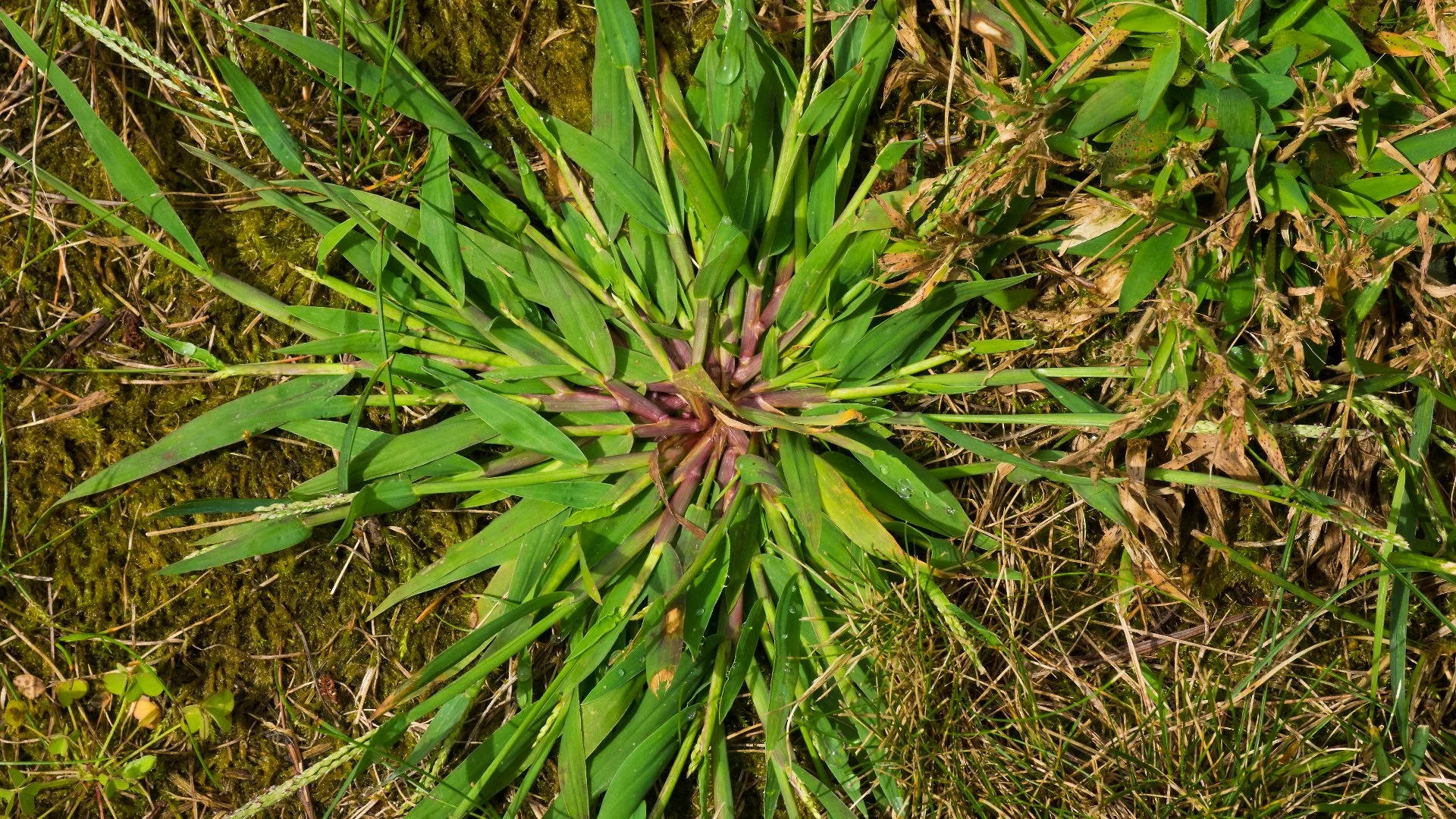 Crabgrass vs Regular Grass - Which Are You Looking At?