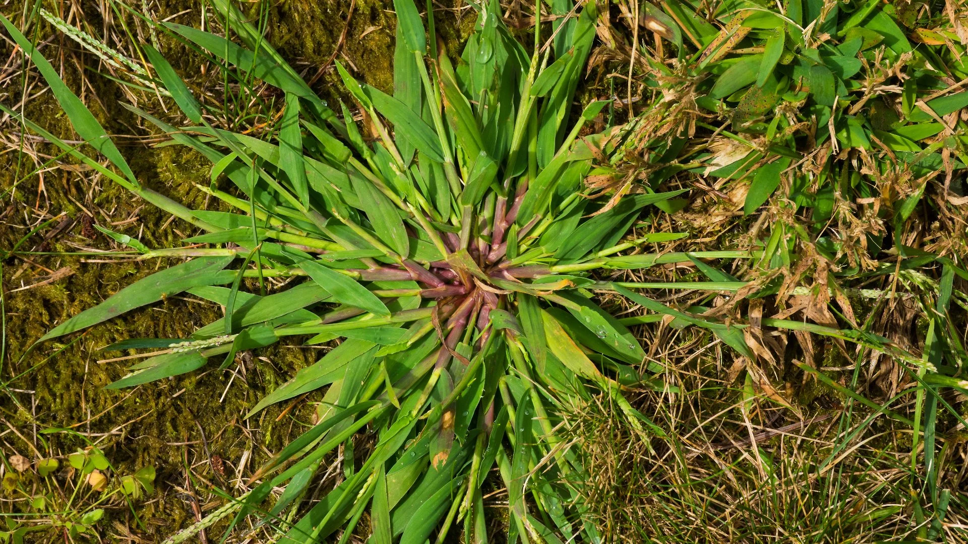 Crabgrass Is a Big Problem in Tennessee - Here’s How to Deal With This Weed