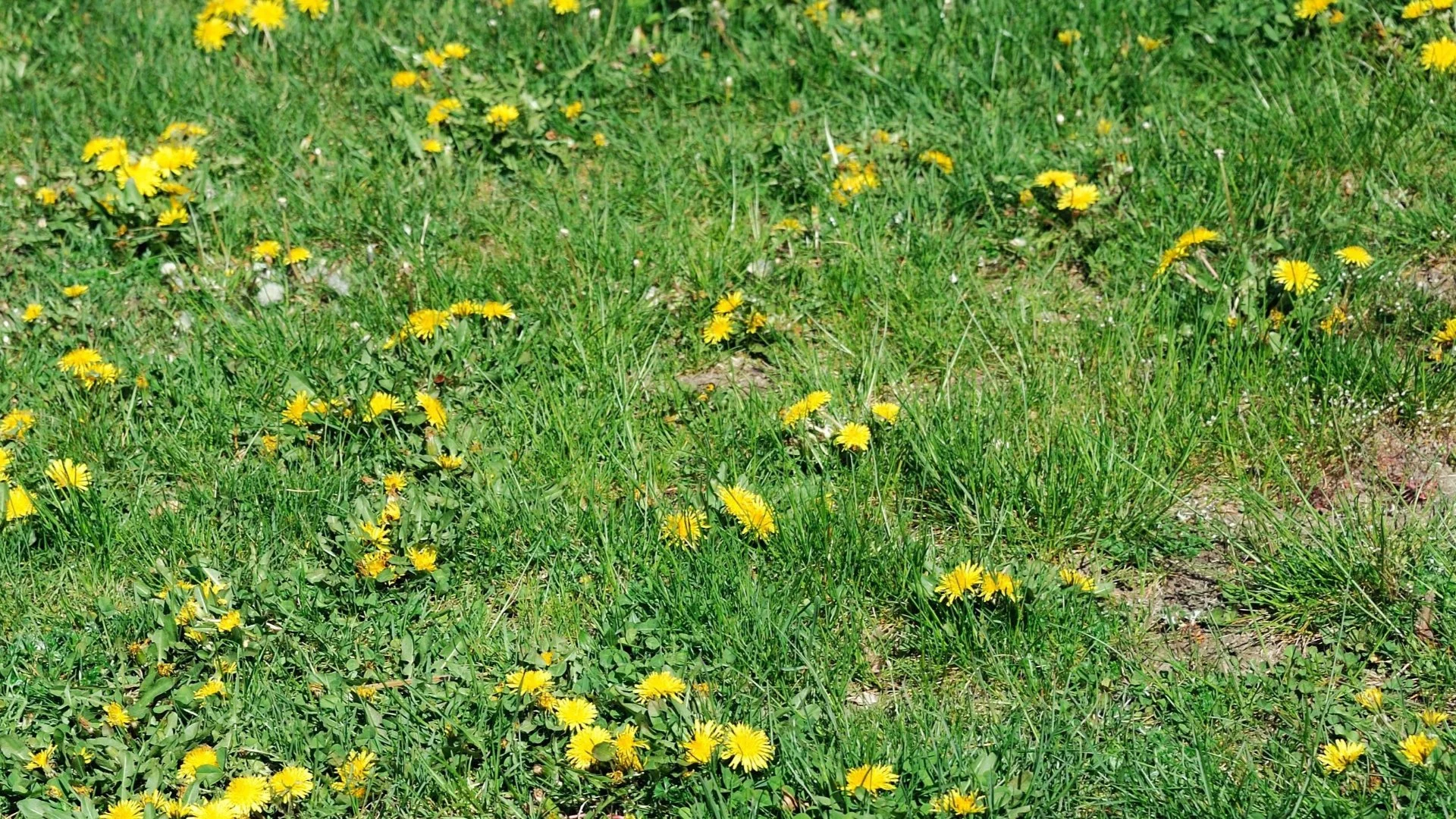 What Causes Weeds to Take Over a Lawn?