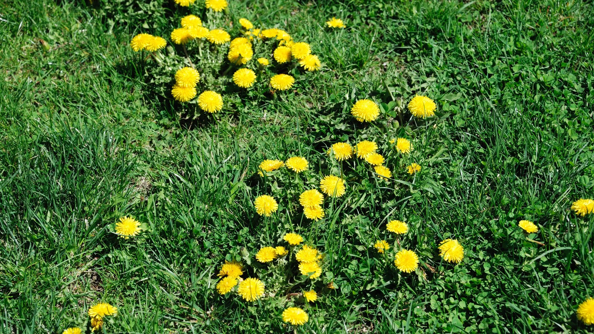 Dandelions Are Weeds! Here’s How to Spot Them & Deal With Them