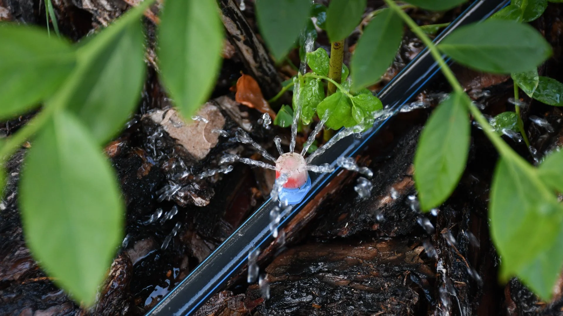 Should Drip Irrigation Systems Be Winterized?