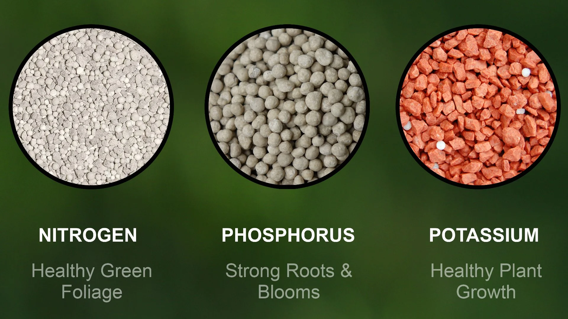 Fertilizers Contain These Macronutrients to Promote a Healthy, Vibrant Lawn
