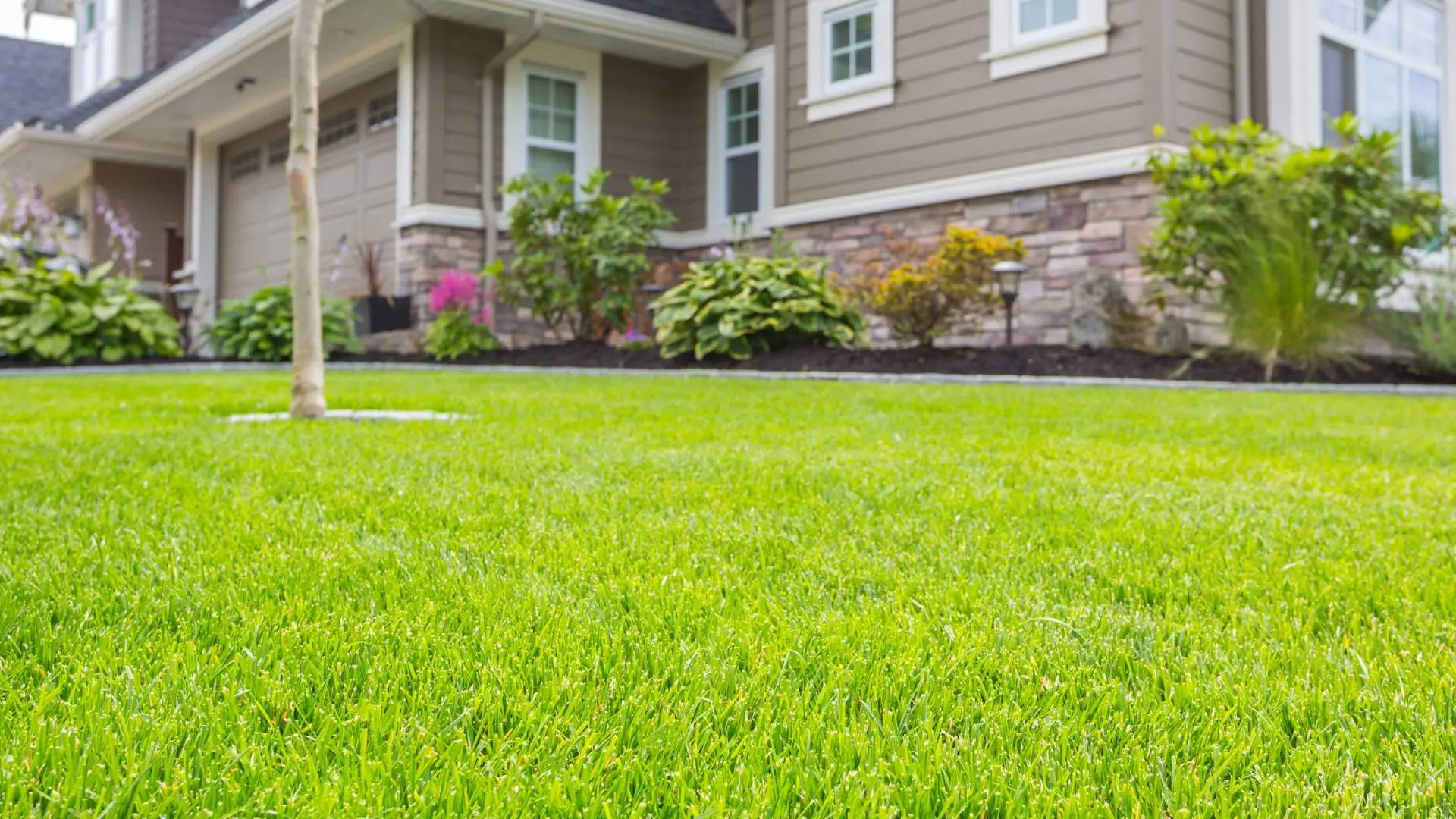 Types of Grass in Bartlett, TN