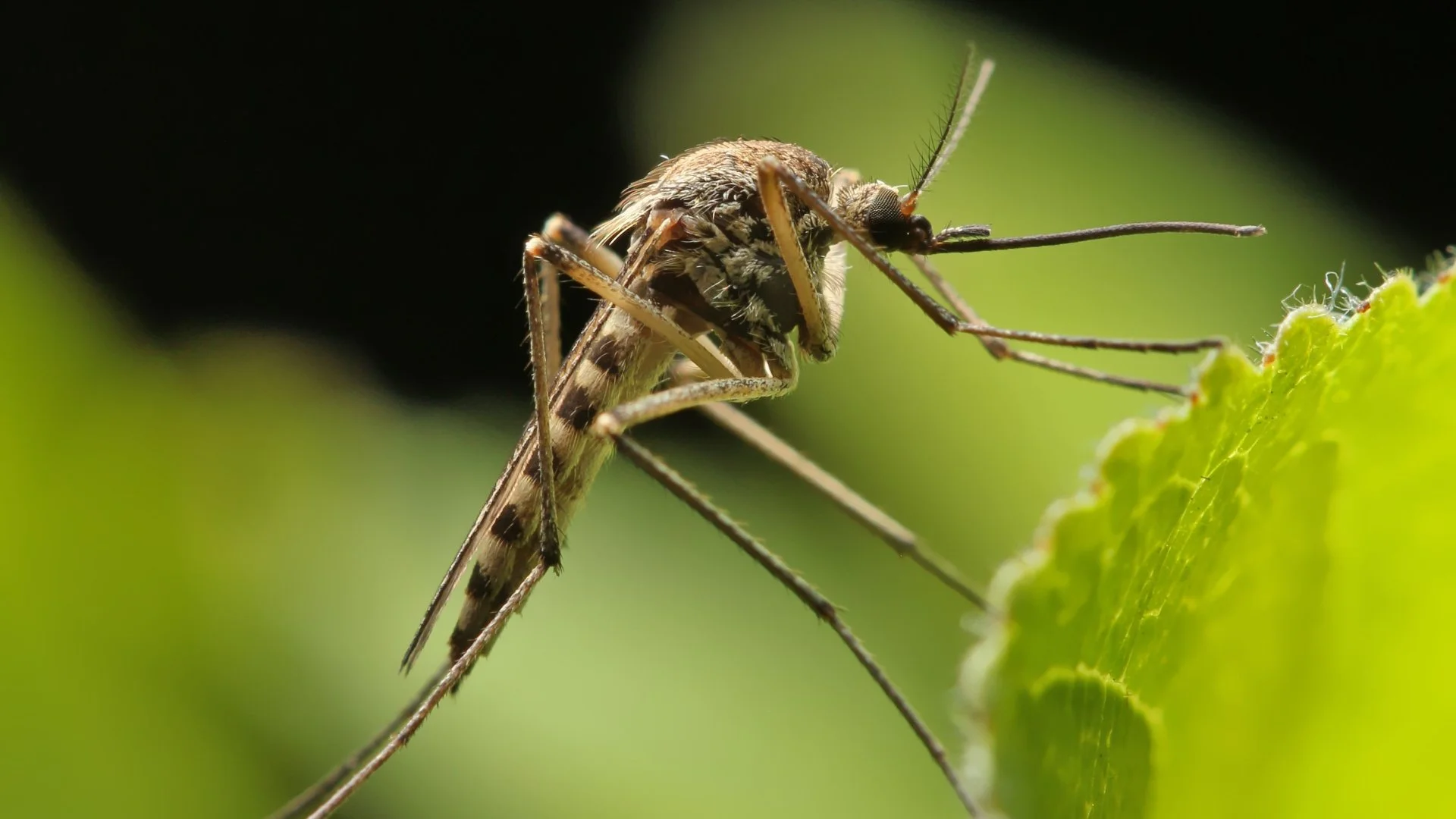 Do Mosquitoes Need a Lot of Water to Breed?