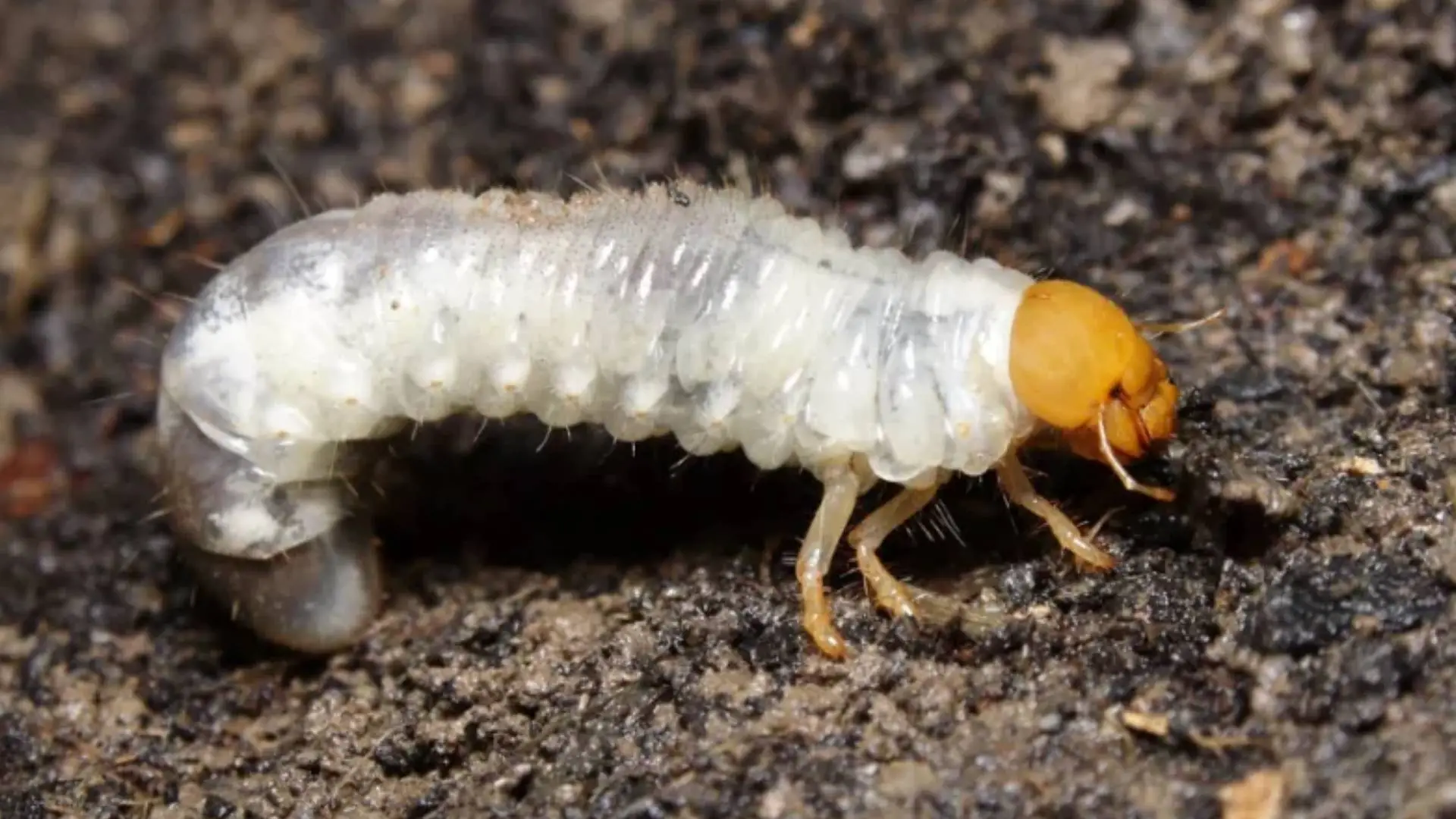 Are There Grubs In Your Bartlett Lawn?