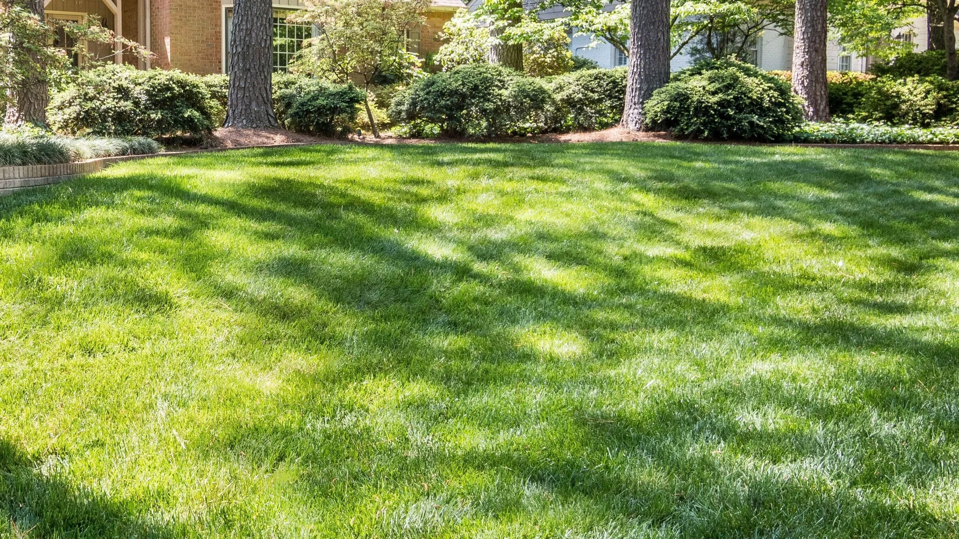 Should You Use Granular or Liquid Fertilizer in the Summer?