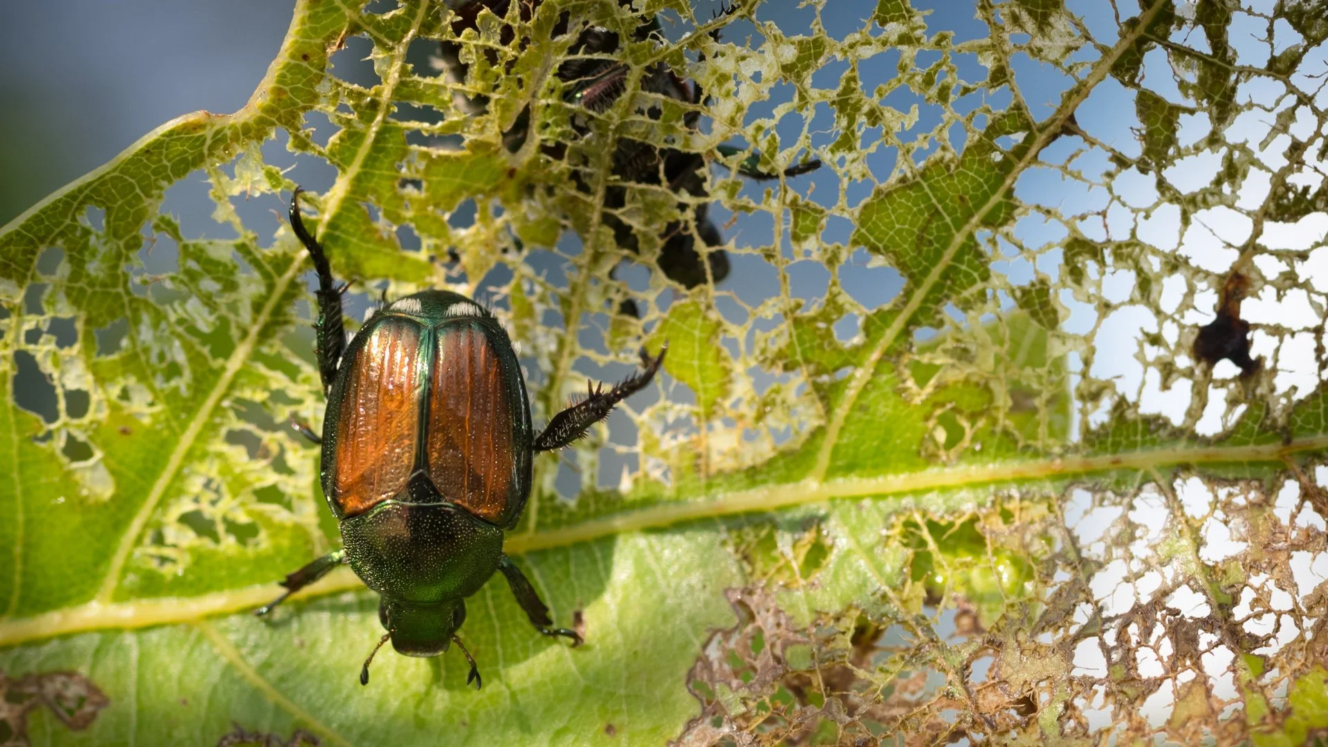 Tennessee Tree & Shrub Insects: 5 Common Types to Be Aware Of