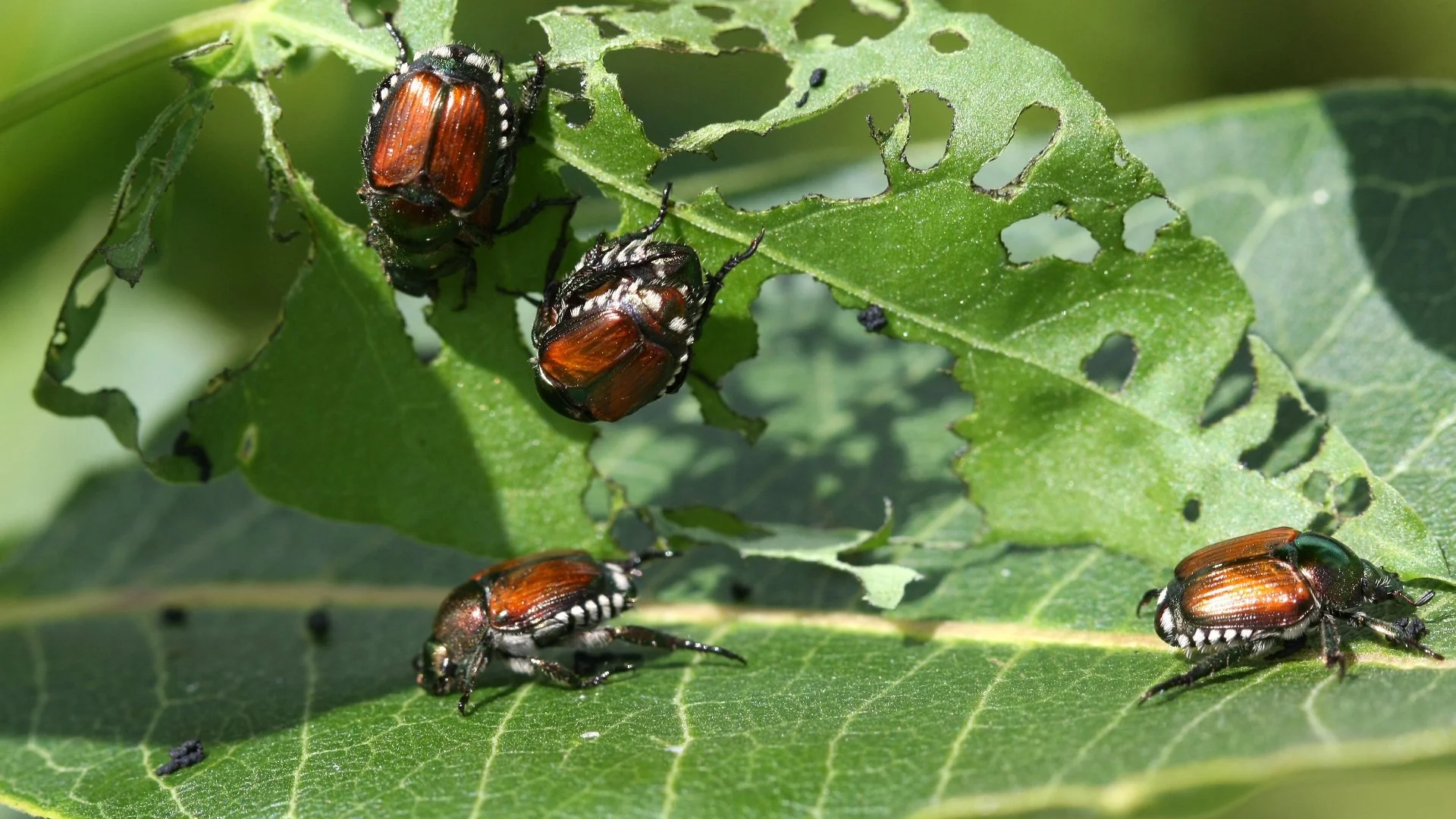 Stop Japanese Beetles at the Source to Prevent Them From Harming Plants