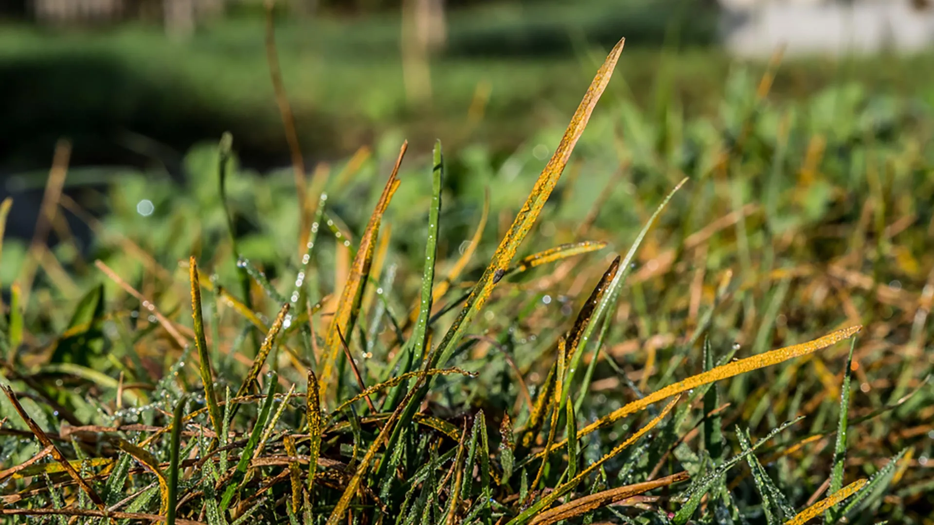 Lawn Diseases and Fungus