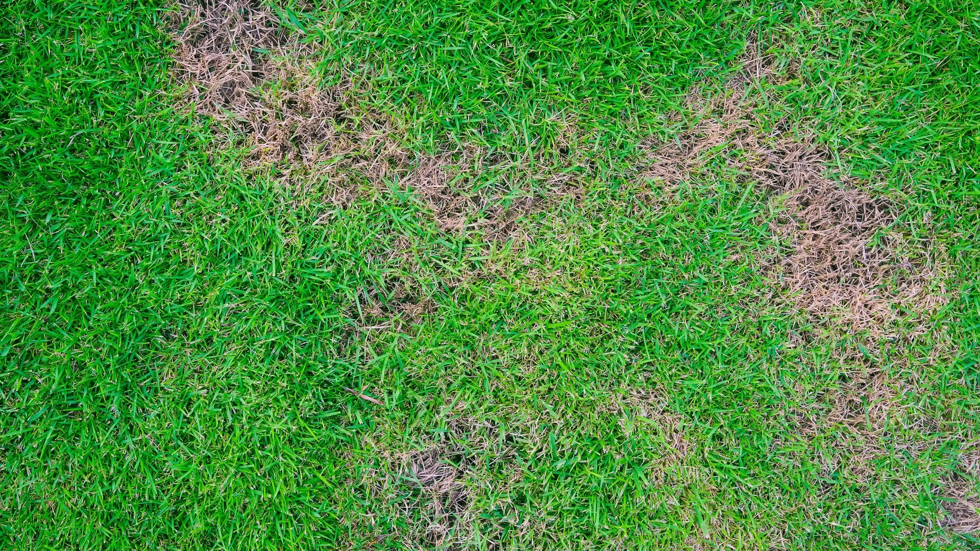 Common Tennessee Lawn Disease: Spring Dead Spot
