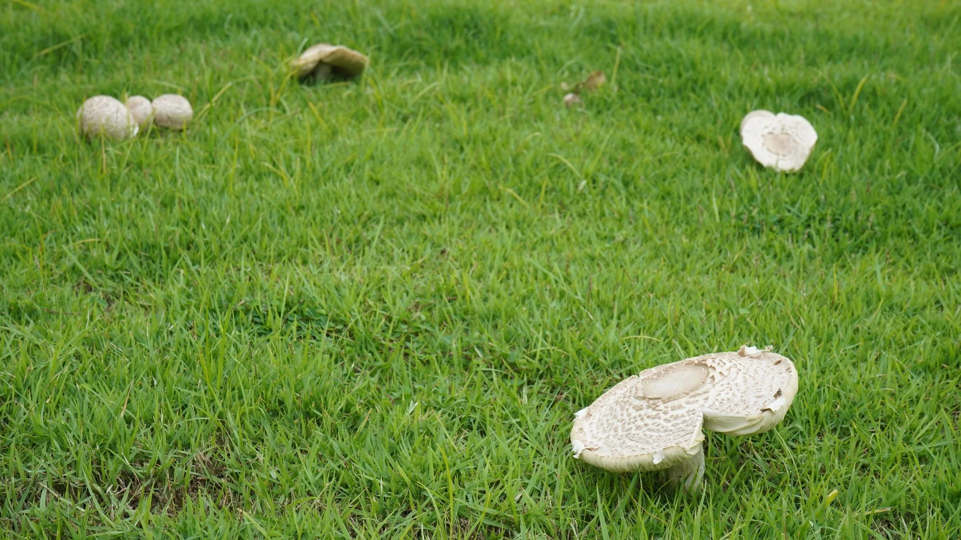 What Conditions Cause Fairy Ring Disease?