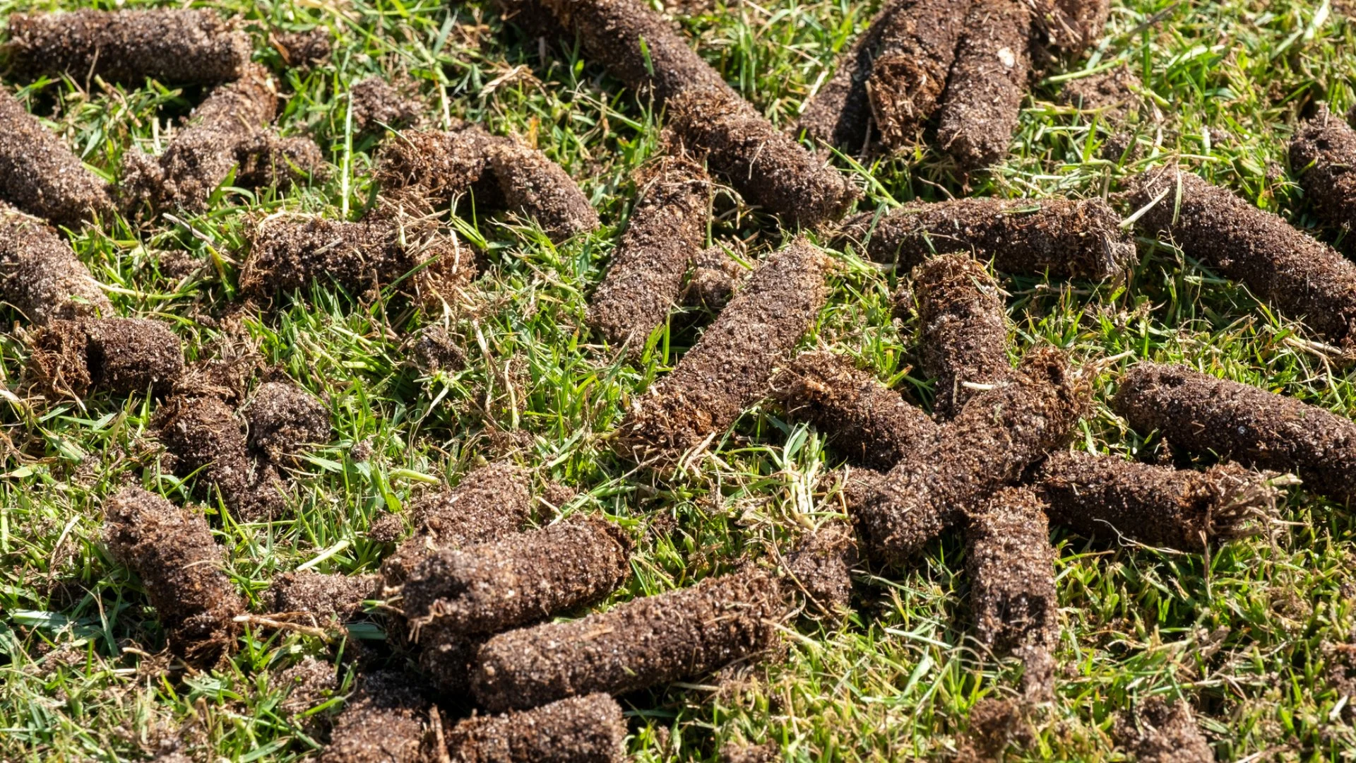Does Core Aeration Break Up Thatch on Your Lawn?