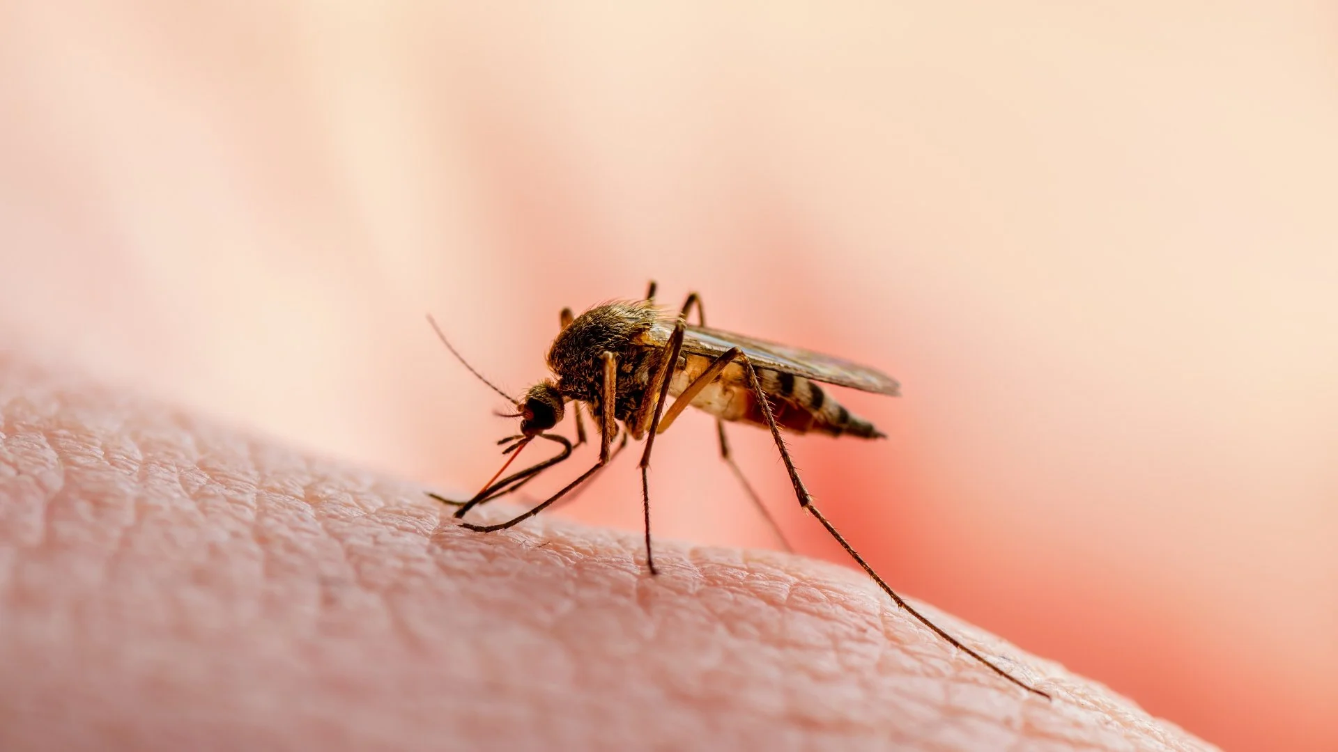 Is It Worth Spraying Your Yard for Mosquitoes?