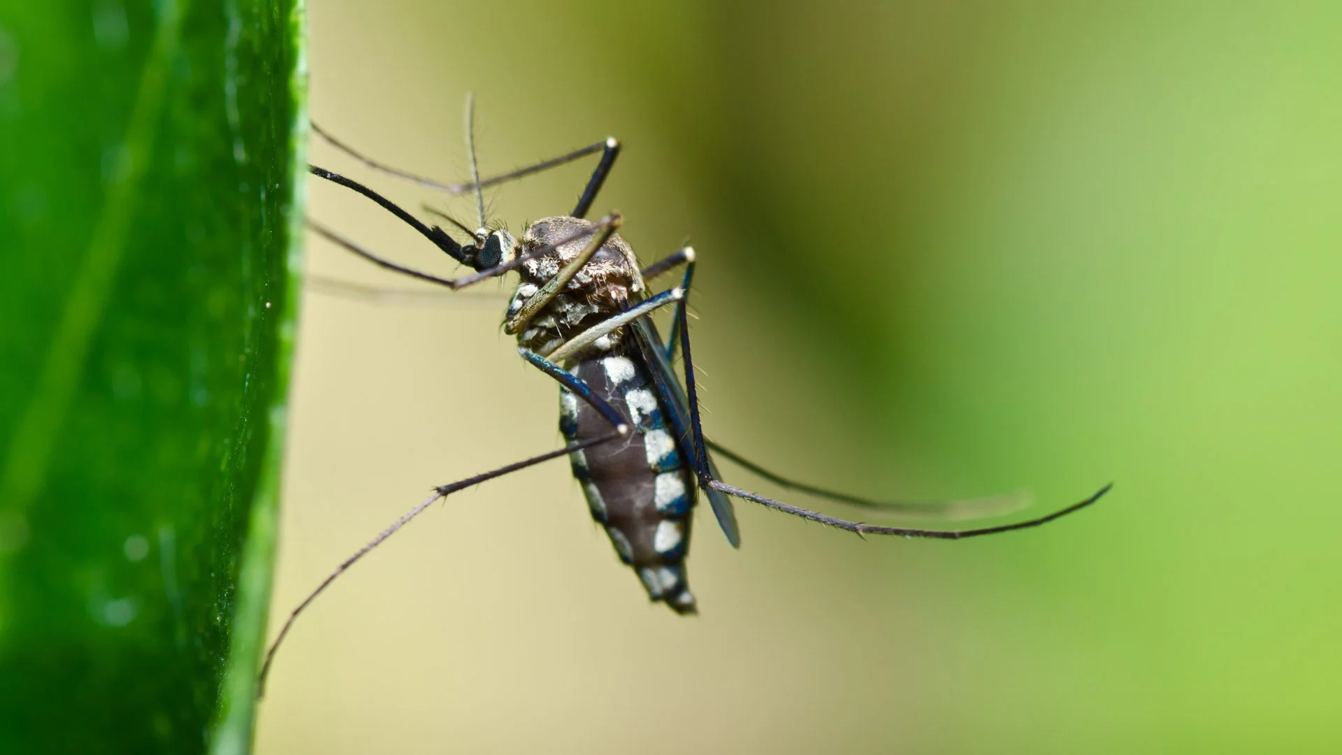 Want Fewer Mosquito Bites? Do These 3 Things!