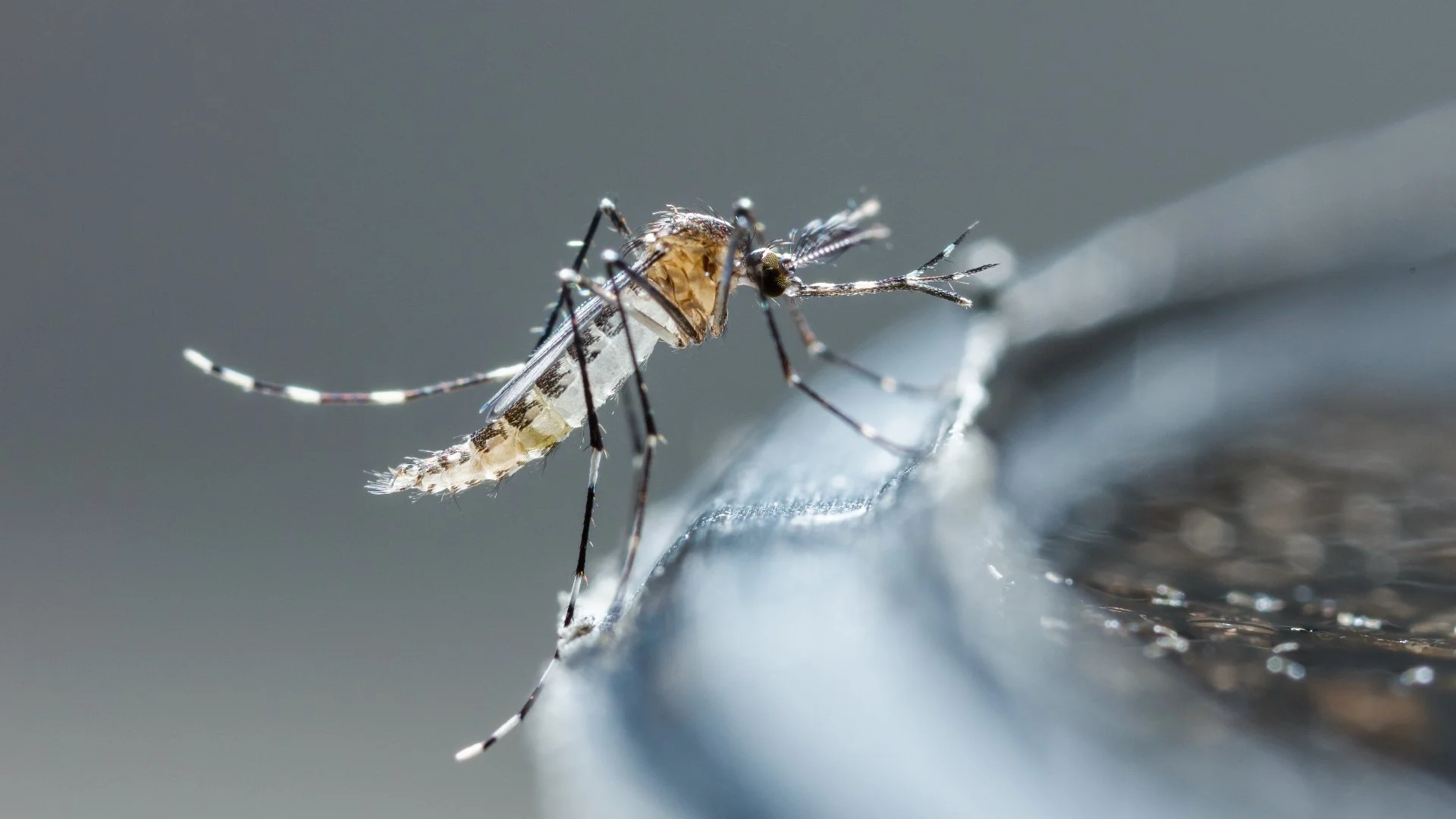 Will Your Water Feature Attract Mosquitoes?