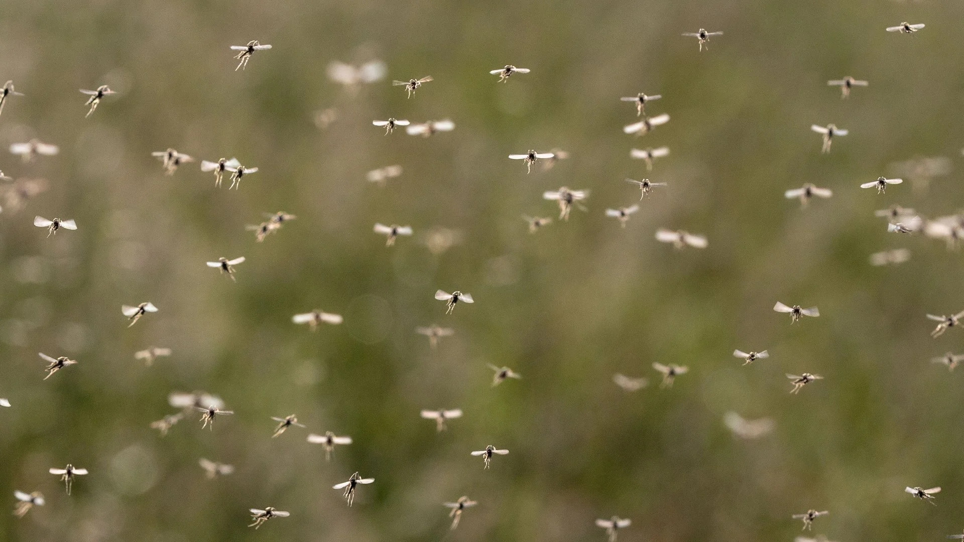 Are Mosquitoes More Active During a Certain Time of Day?