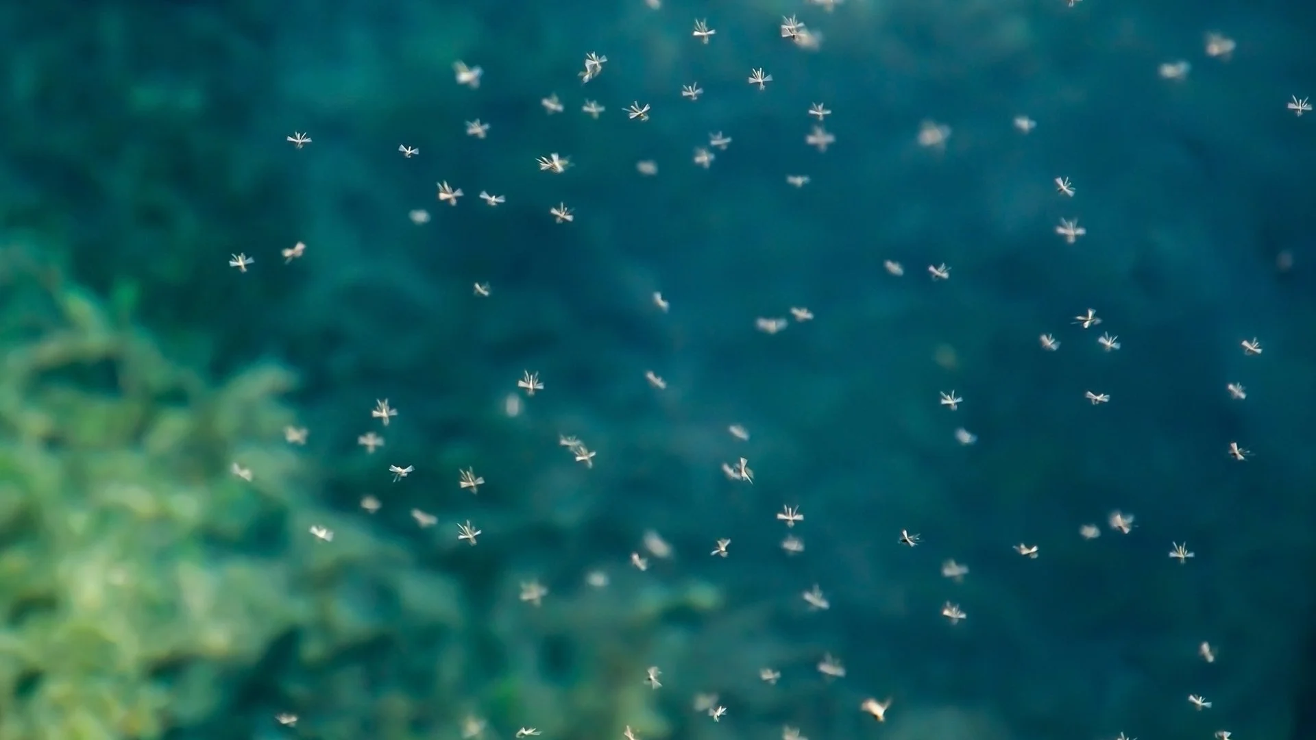 Does Rainfall Increase Mosquito Activity?