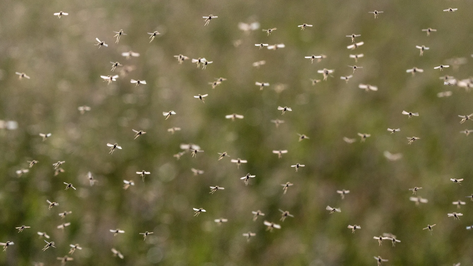 What Can You Do to Keep Mosquitoes off Your Property?