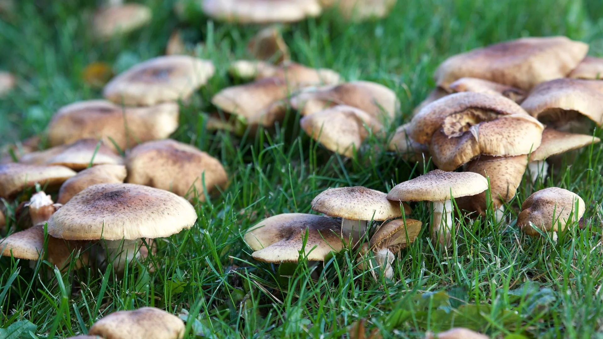 Noticing Circular Patches on Your Lawn? It Could Be Fairy Ring Lawn Disease
