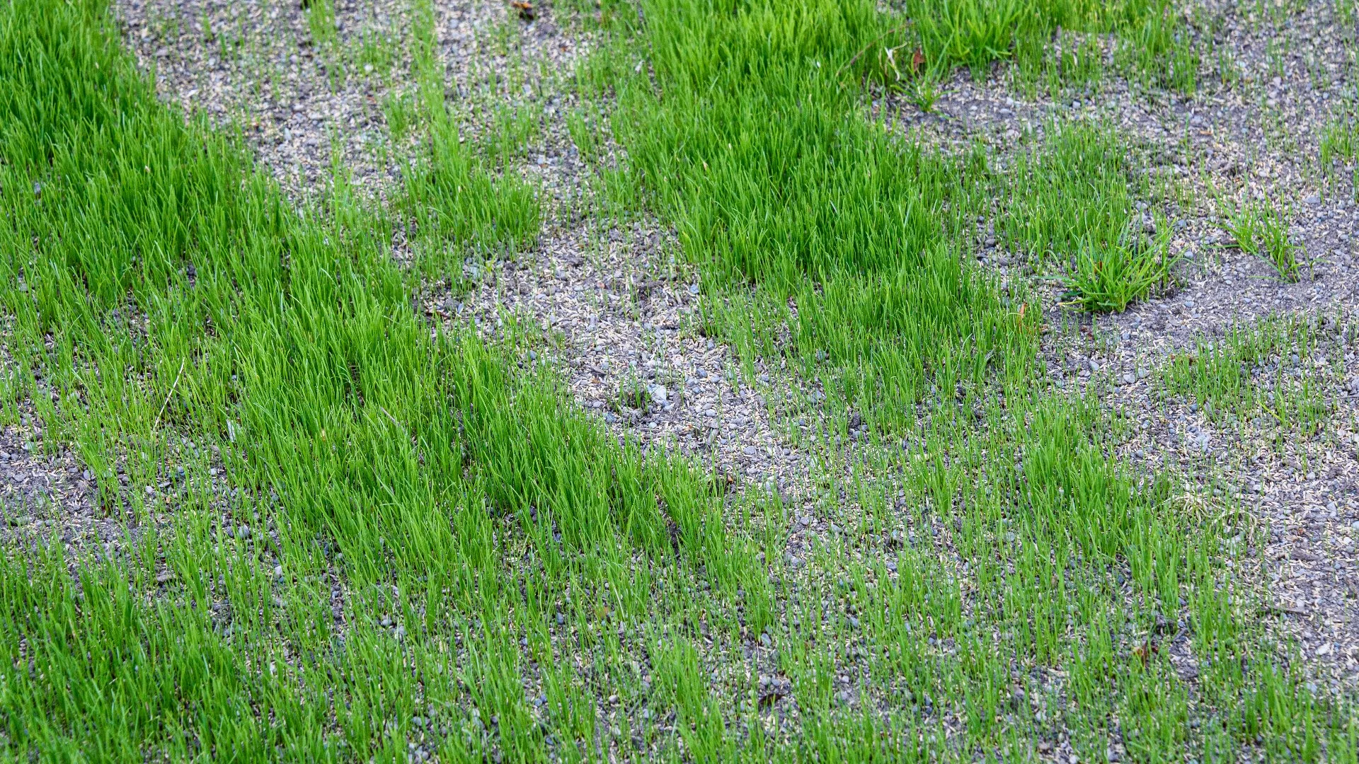 How to Take Care of the New Grass Seeds After Overseeding