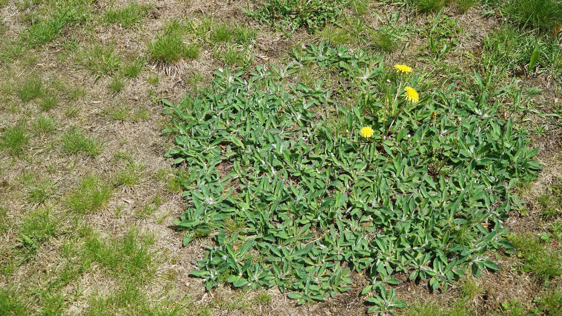 How Do Professional Landscapers Get Rid Of Weeds?