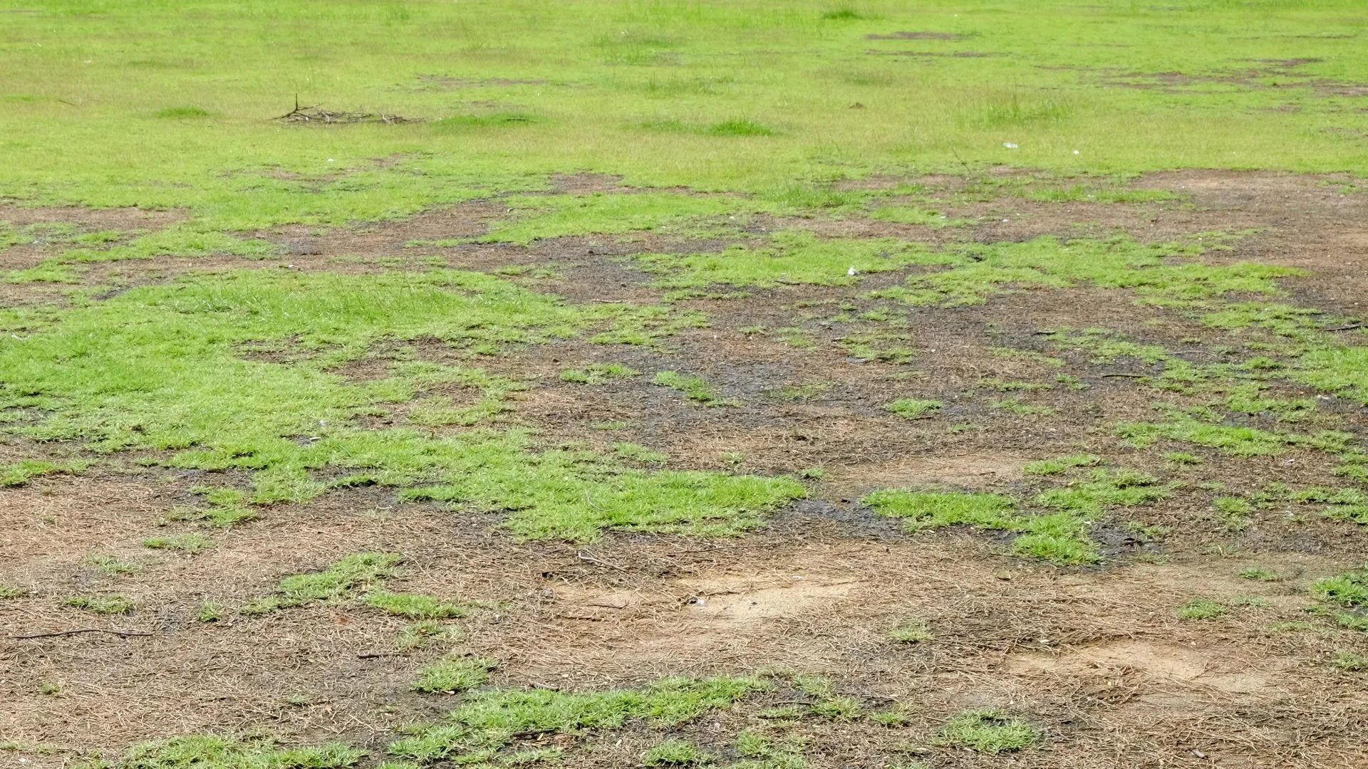 Is Your Lawn Getting Enough Water? Signs of Underwatering