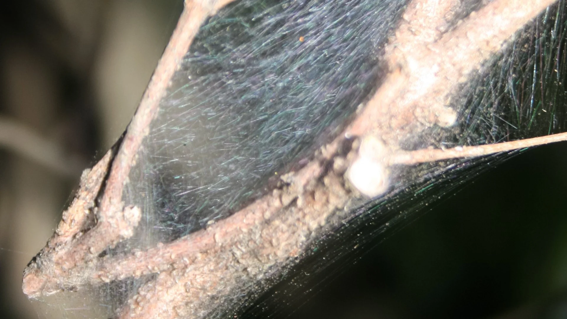 Spider Mites Are Problematic Pests That Infest Plants in Tennessee