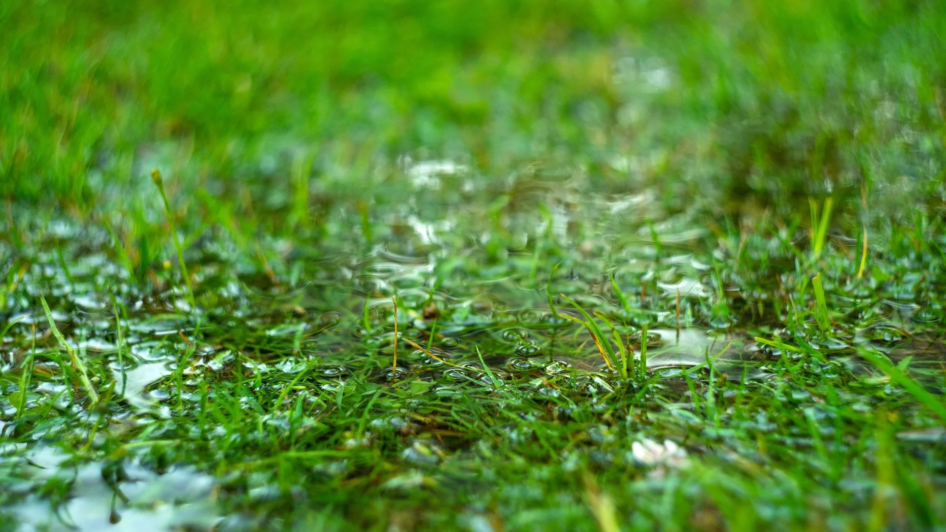 Is It Possible to Overwater Your Lawn?