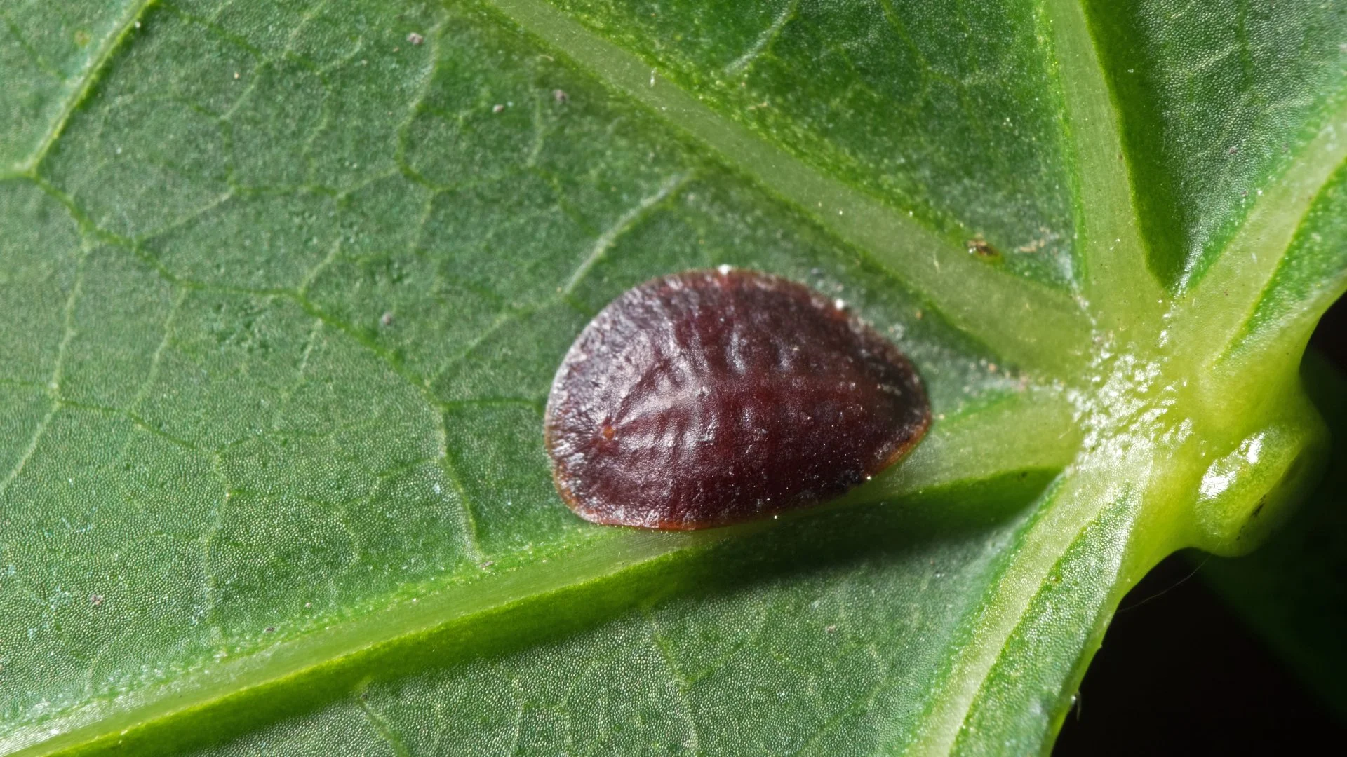 What to Know About Scales: A Common Tree & Shrub Insect