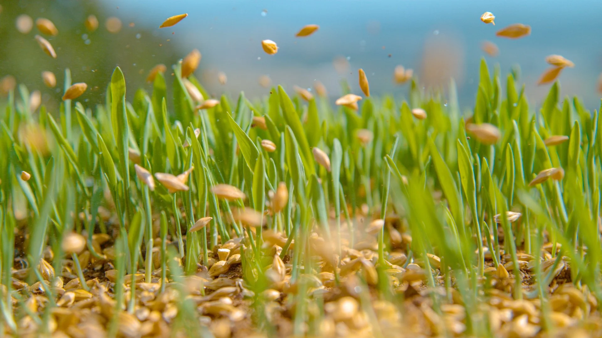What Is the Ideal Time to Have Your Lawn Overseeded?