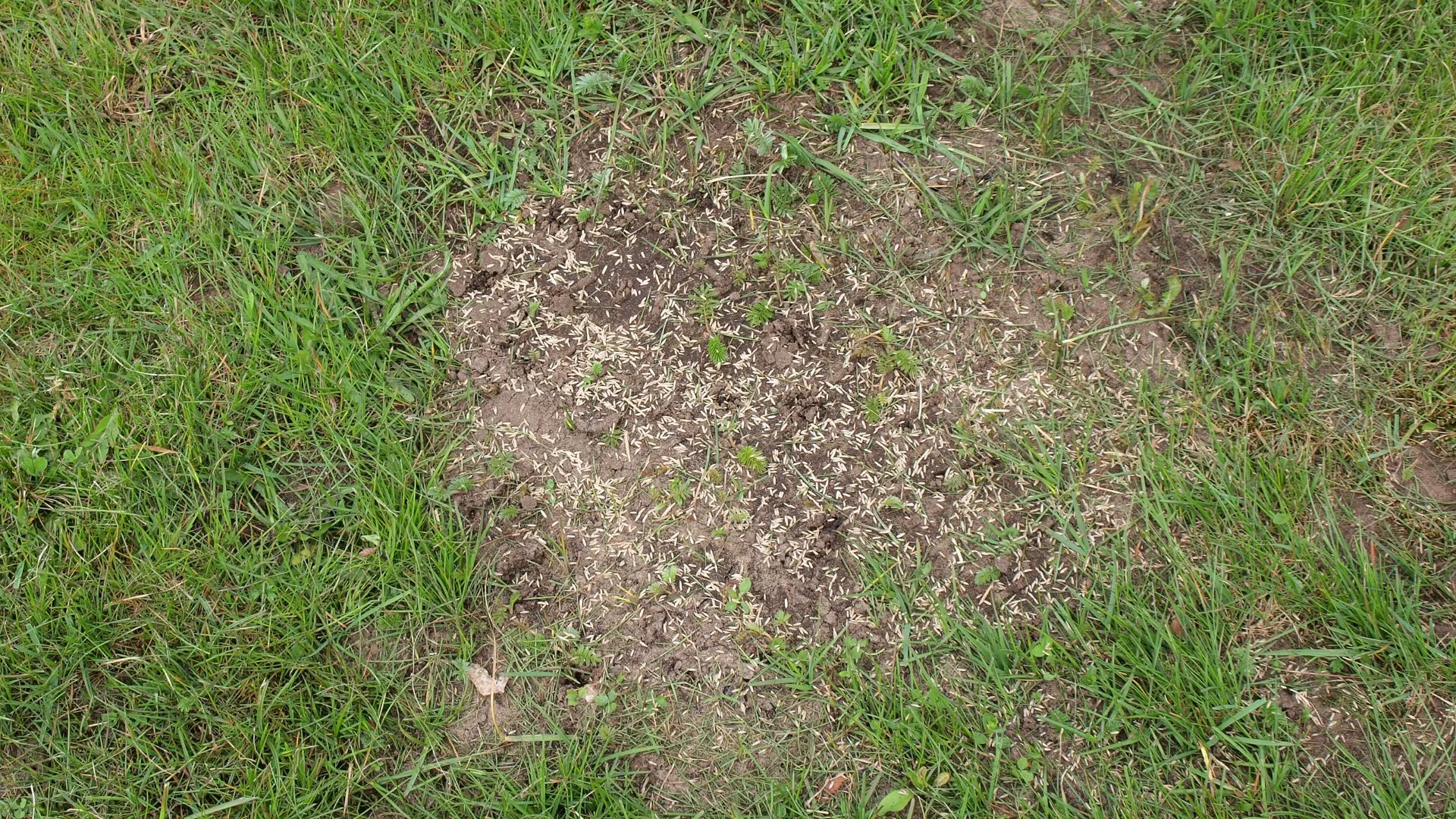 Can You Overseed Your Lawn in the Spring?