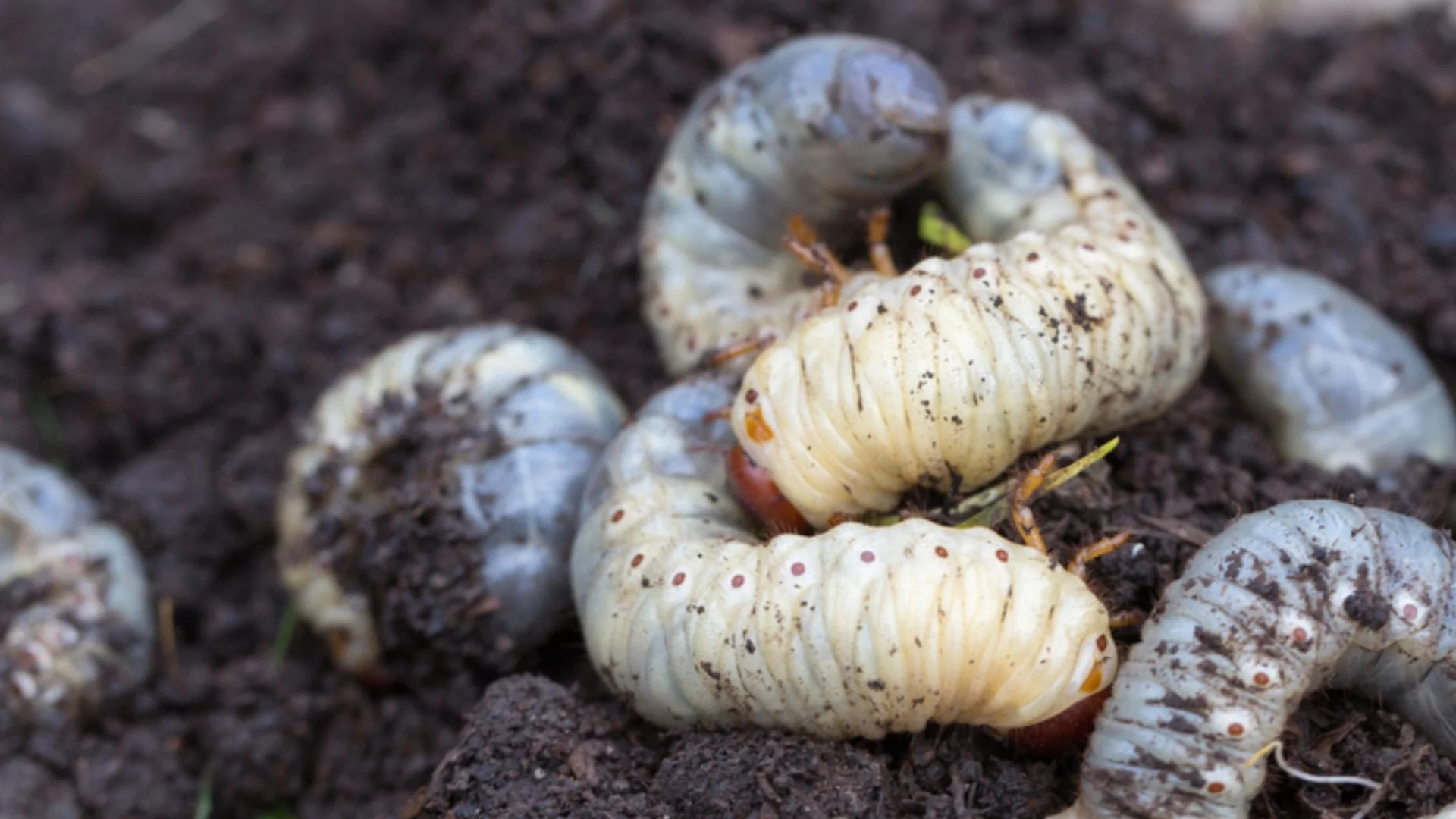 Grubs 101 - What to Know About These Insects & How to Protect Your Lawn