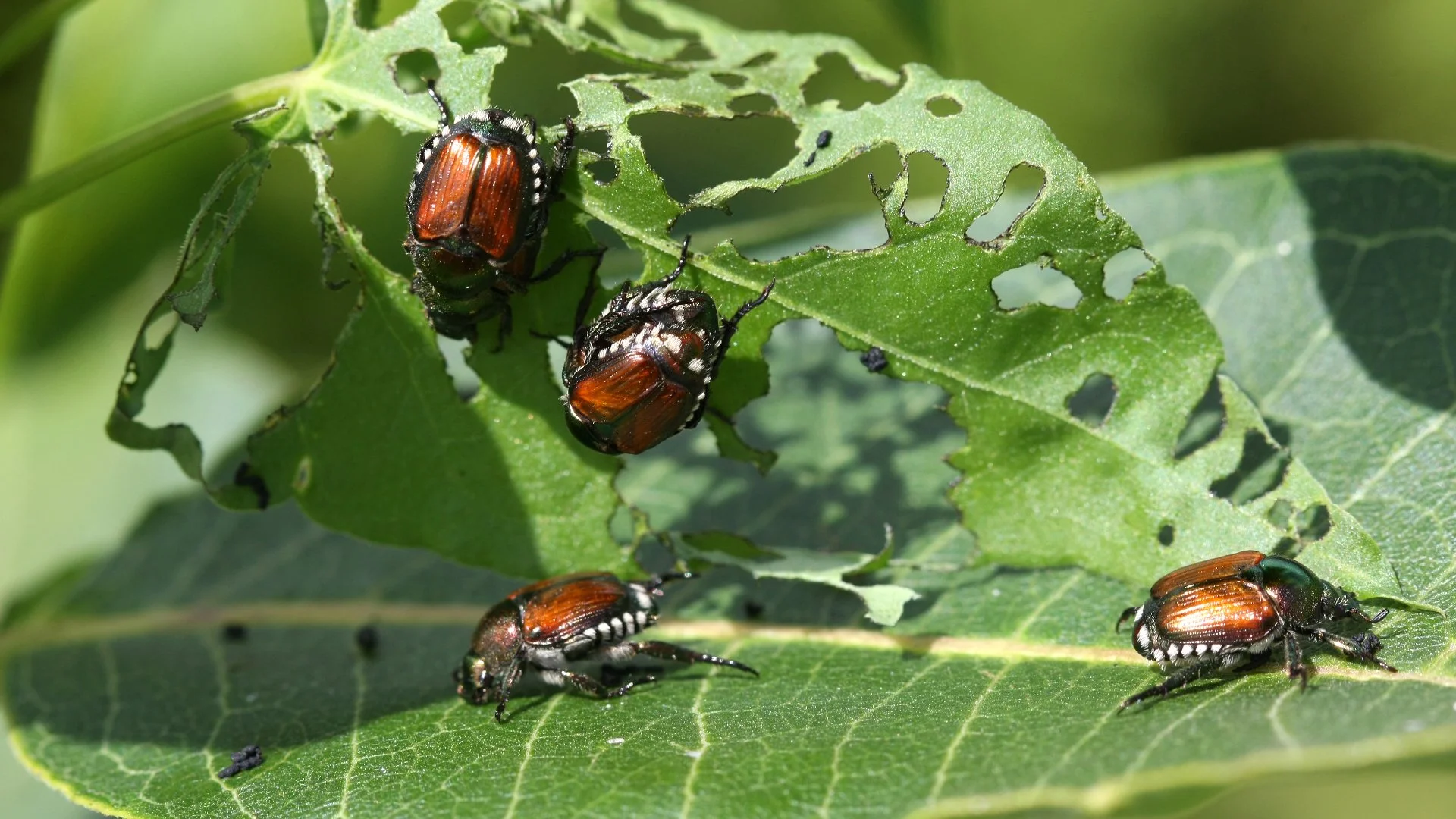 What You Should Do if Japanese Beetles Have Infested Your Plants