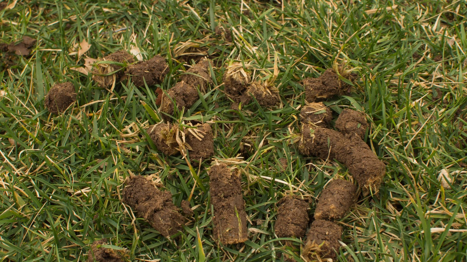 Which Method of Aeration Is Best - Liquid or Core?