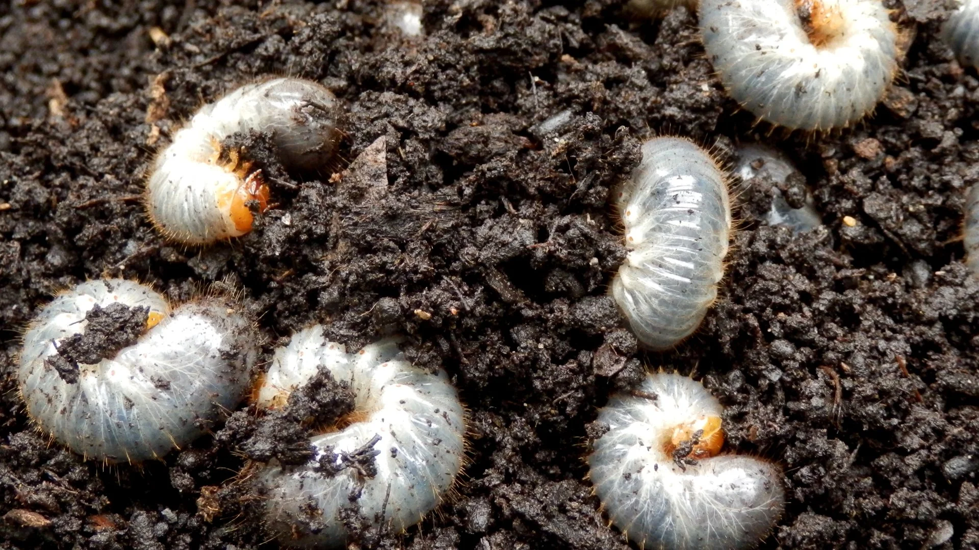 How Do I Know if My Lawn Needs Grub Control?