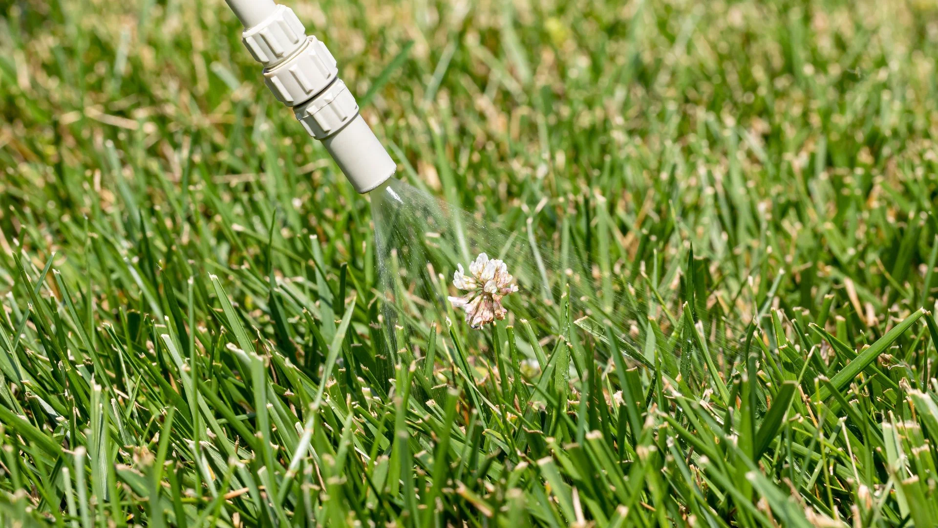 Can Weed Control Treatments Hurt Your Lawn?