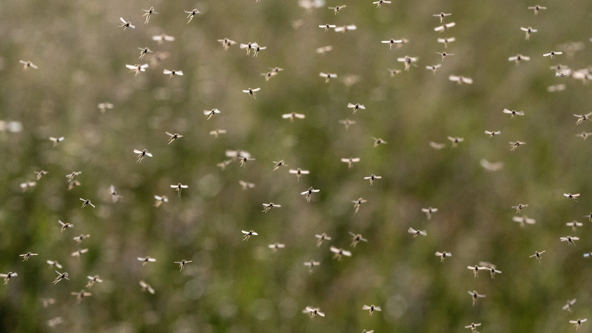 What to Know About Mosquito Harborage Areas