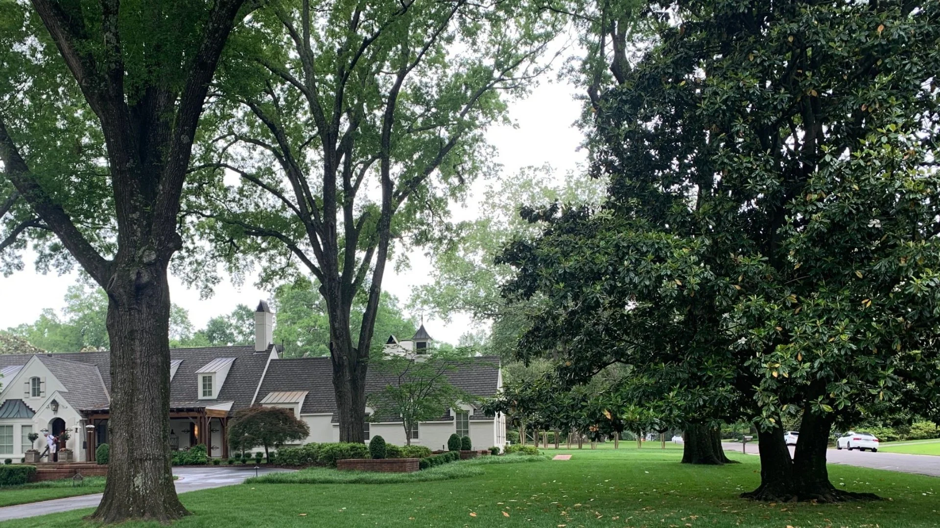 What Is Root Rot & How Do You Deal With This Tree Disease?