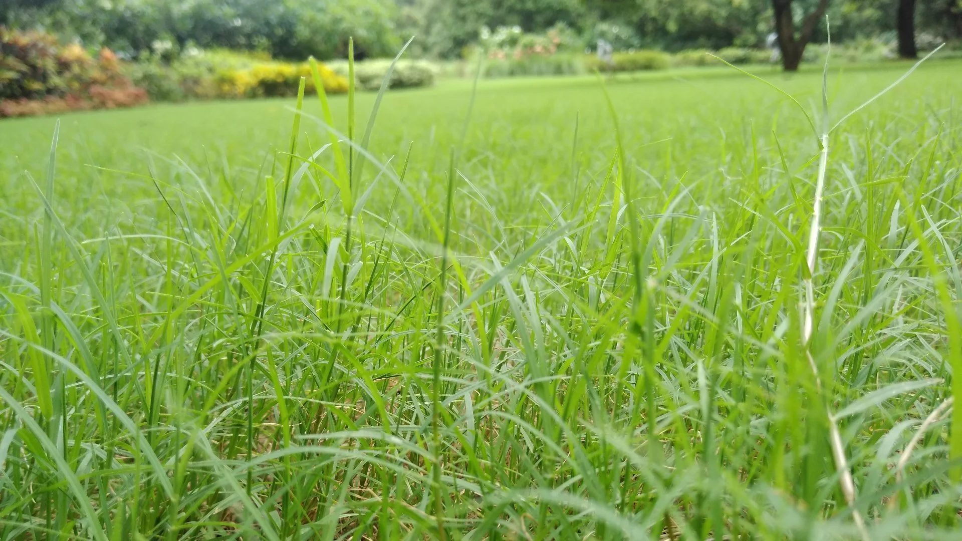 Should Weeds Be Eliminated Before Your Lawn is Overseeded?