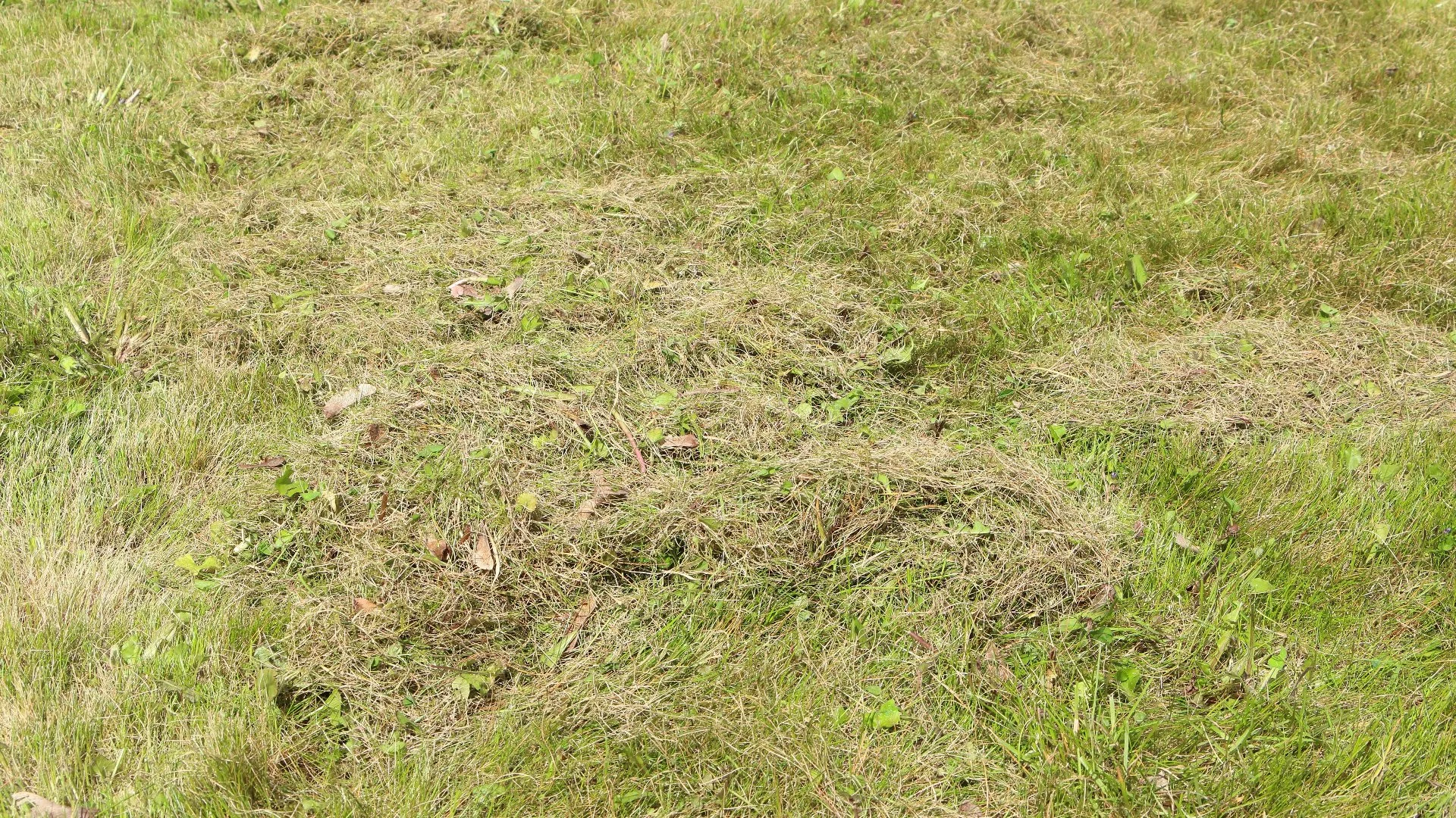 Thatch: Is It Really That Bad for Your Lawn?